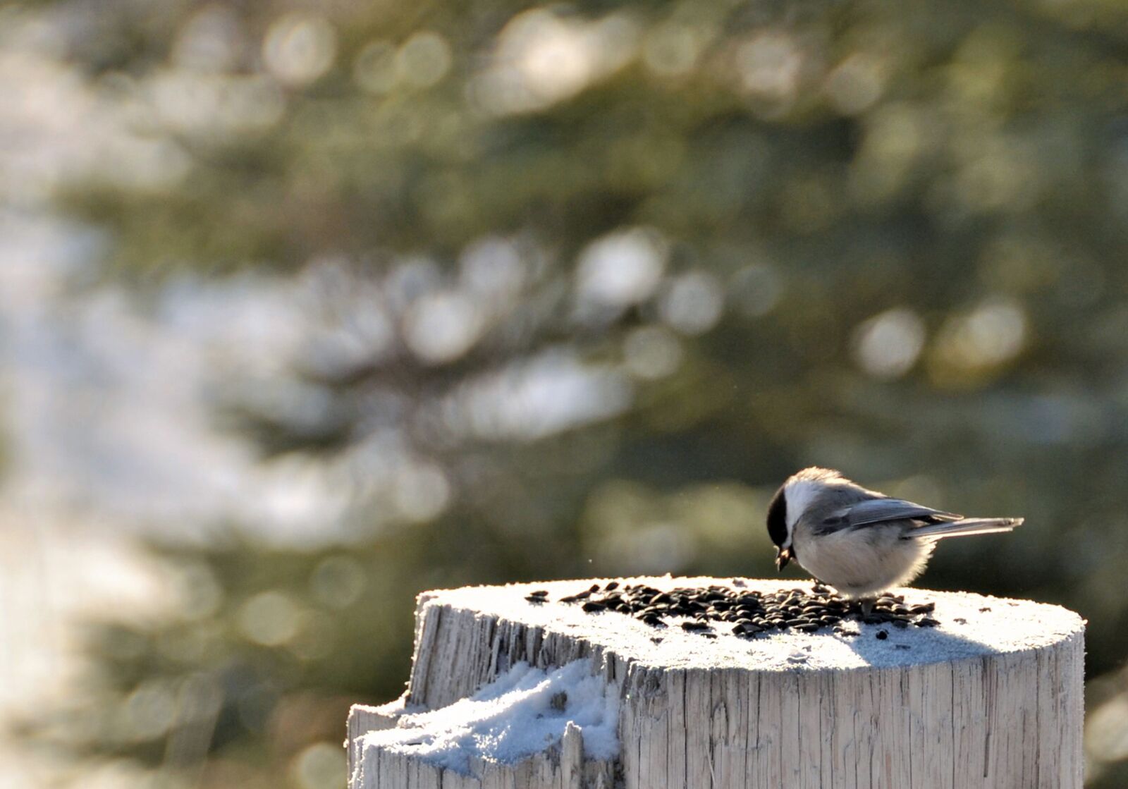 Nikon D3200 sample photo. Bird, macro, animal photography