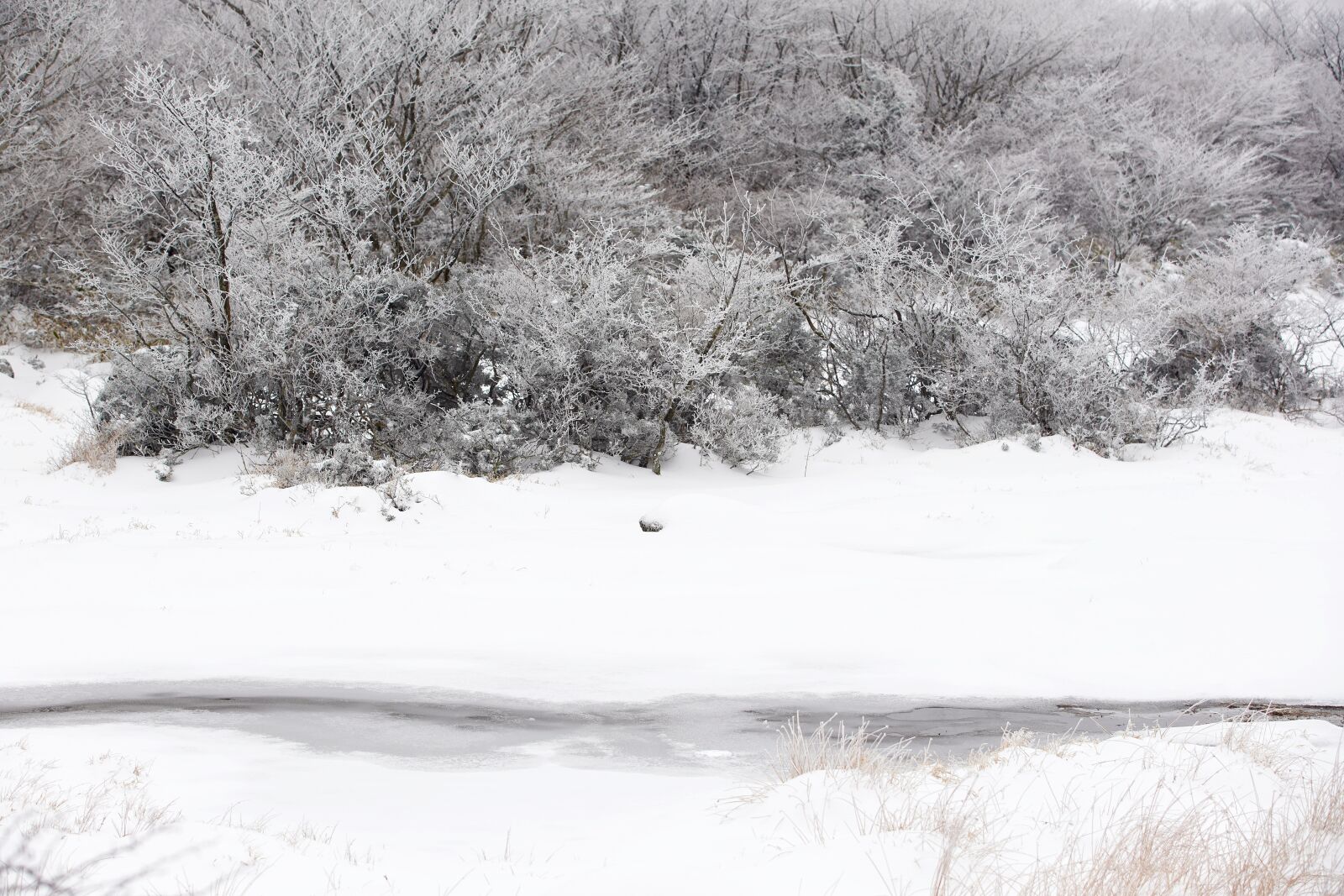 Sony a7R III sample photo. Snow, white, winter photography