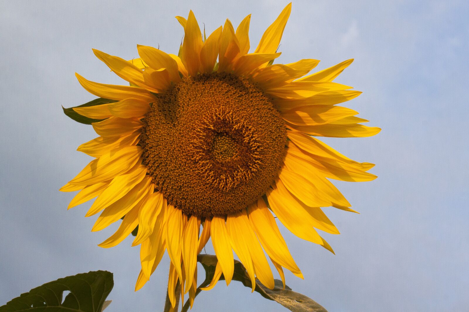 Canon EOS 50D sample photo. Sunflower, helianthus annuus, flower photography
