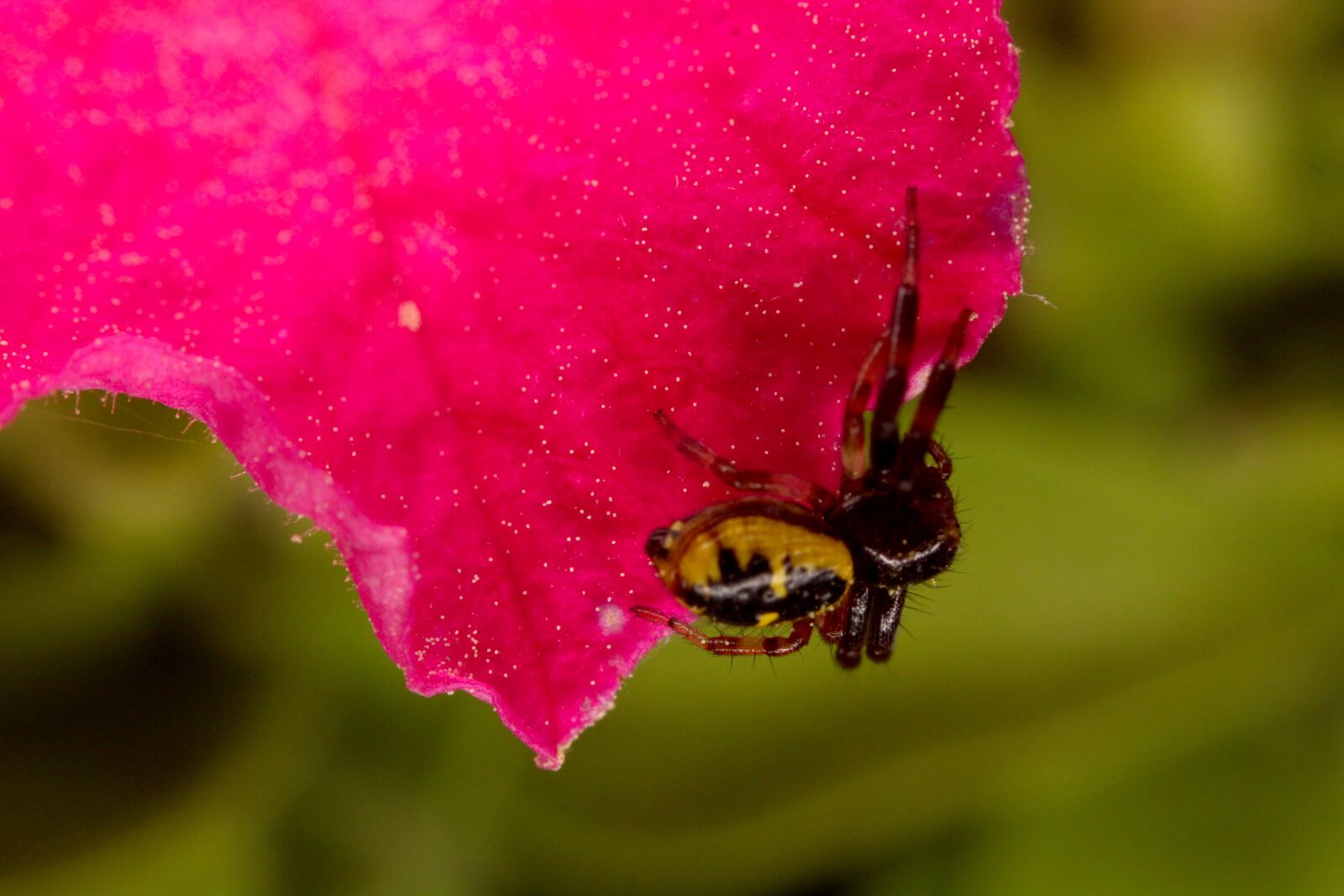 Canon EOS 1300D (EOS Rebel T6 / EOS Kiss X80) sample photo. Spider, flower, insects photography