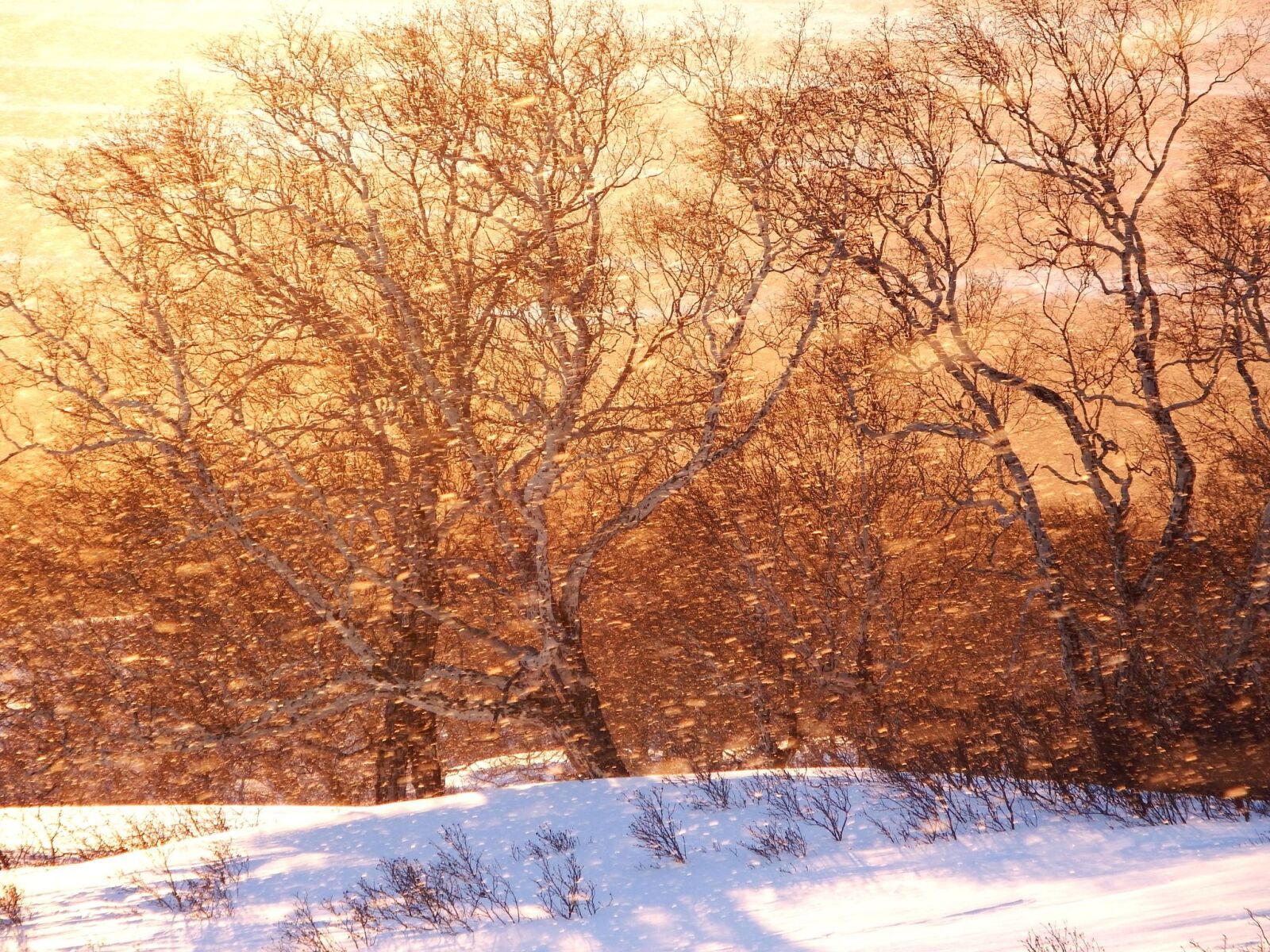 Fujifilm FinePix S1 sample photo. Forest, sunset, snow photography