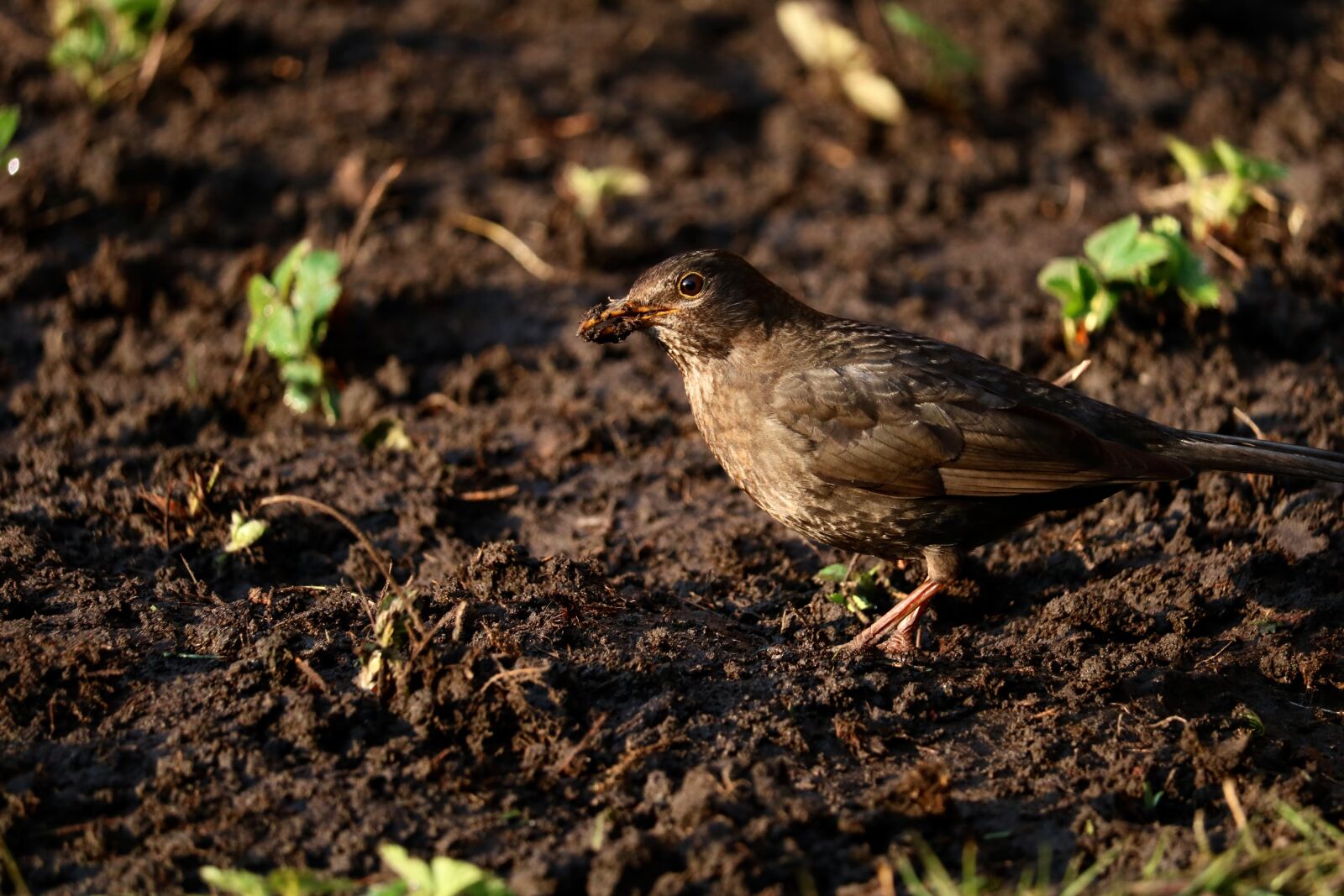 Canon EOS 750D (EOS Rebel T6i / EOS Kiss X8i) sample photo. Nature, animal world, bird photography