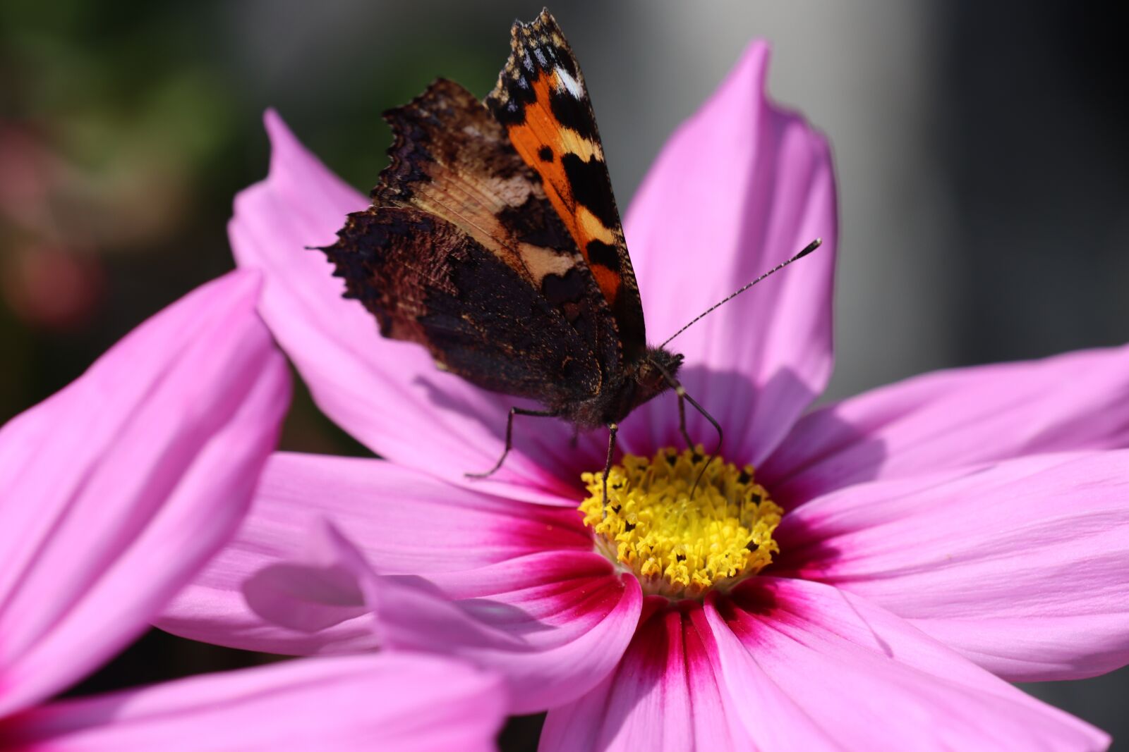 Canon EOS 90D sample photo. Drexel, insect, butterfly photography