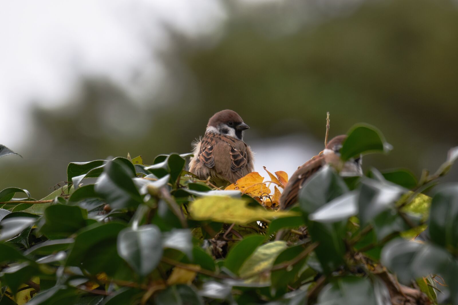 Nikon D7200 sample photo. Animal, bird, wild birds photography