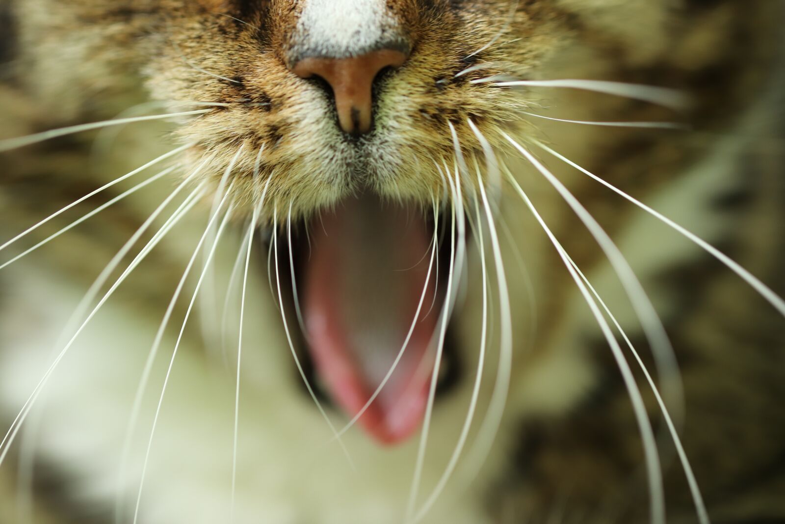 Canon EOS 800D (EOS Rebel T7i / EOS Kiss X9i) sample photo. Cat, domestic cat, yawn photography