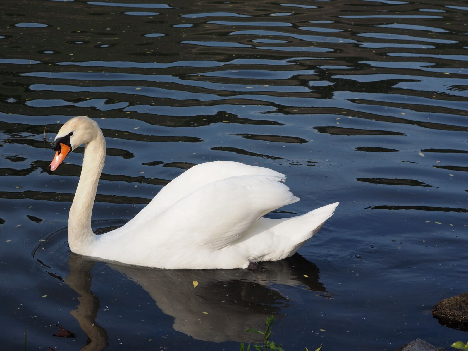 Olympus OM-D E-M1 + OLYMPUS M.12-50mm F3.5-6.3 sample photo. Swan, males, water bird photography