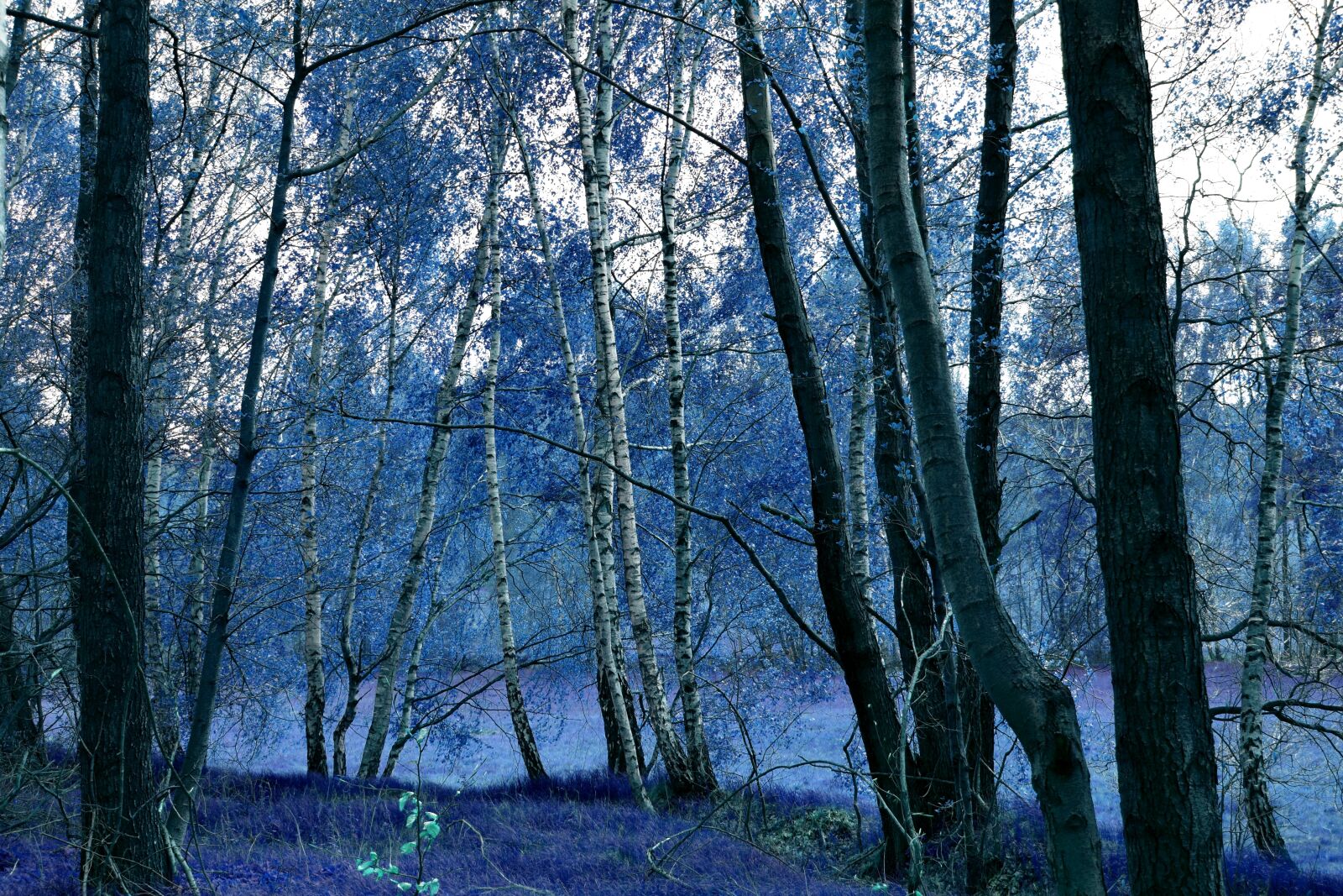 Nikon D3300 sample photo. Forest, fairy tales, fee photography