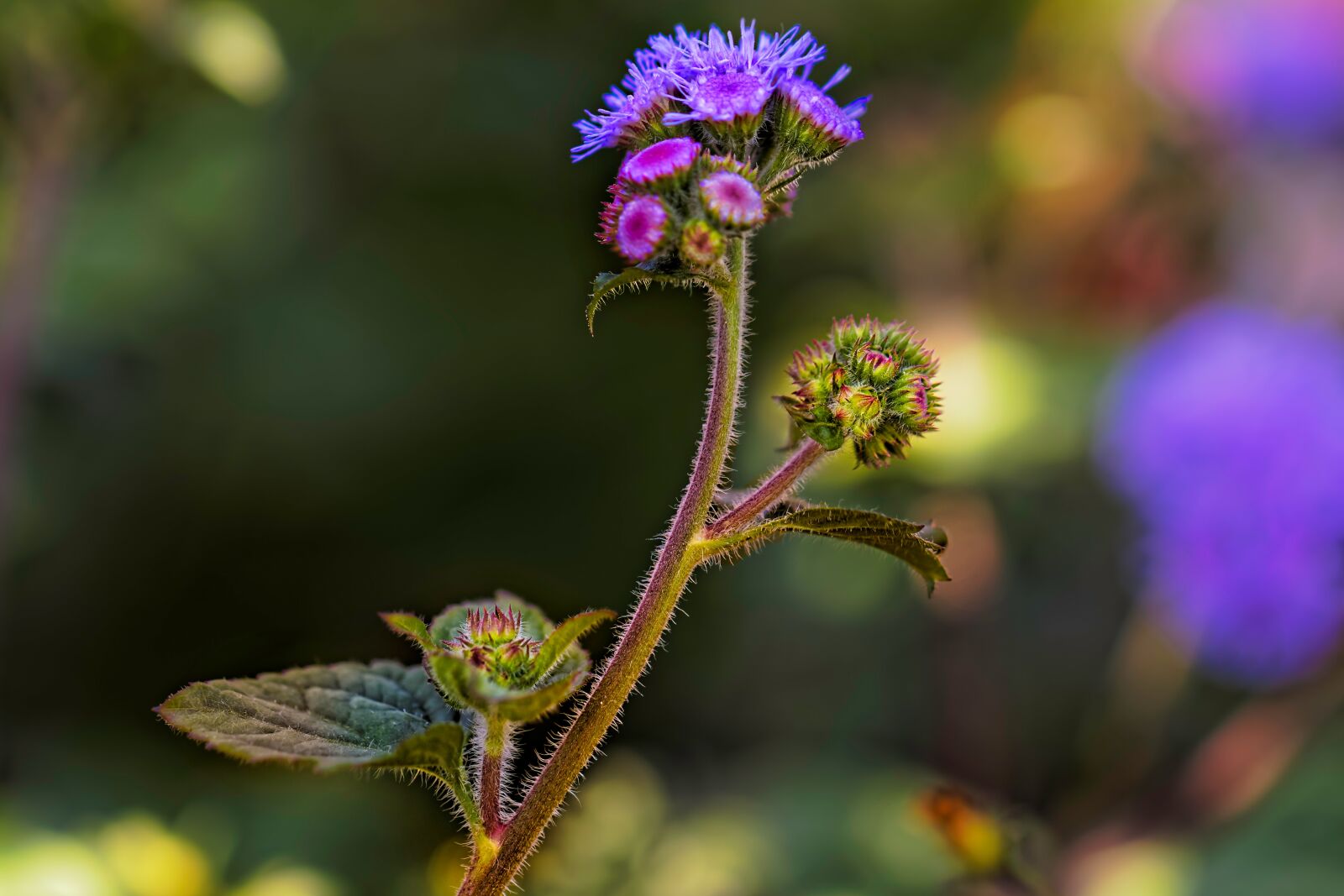 Canon EF 100mm F2.8L Macro IS USM sample photo. Nature, flower, plant photography
