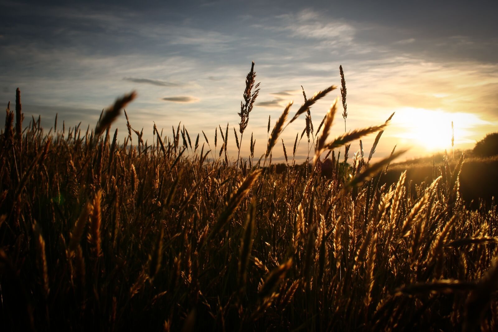 Canon EOS 20D sample photo. Field, sky, sun photography