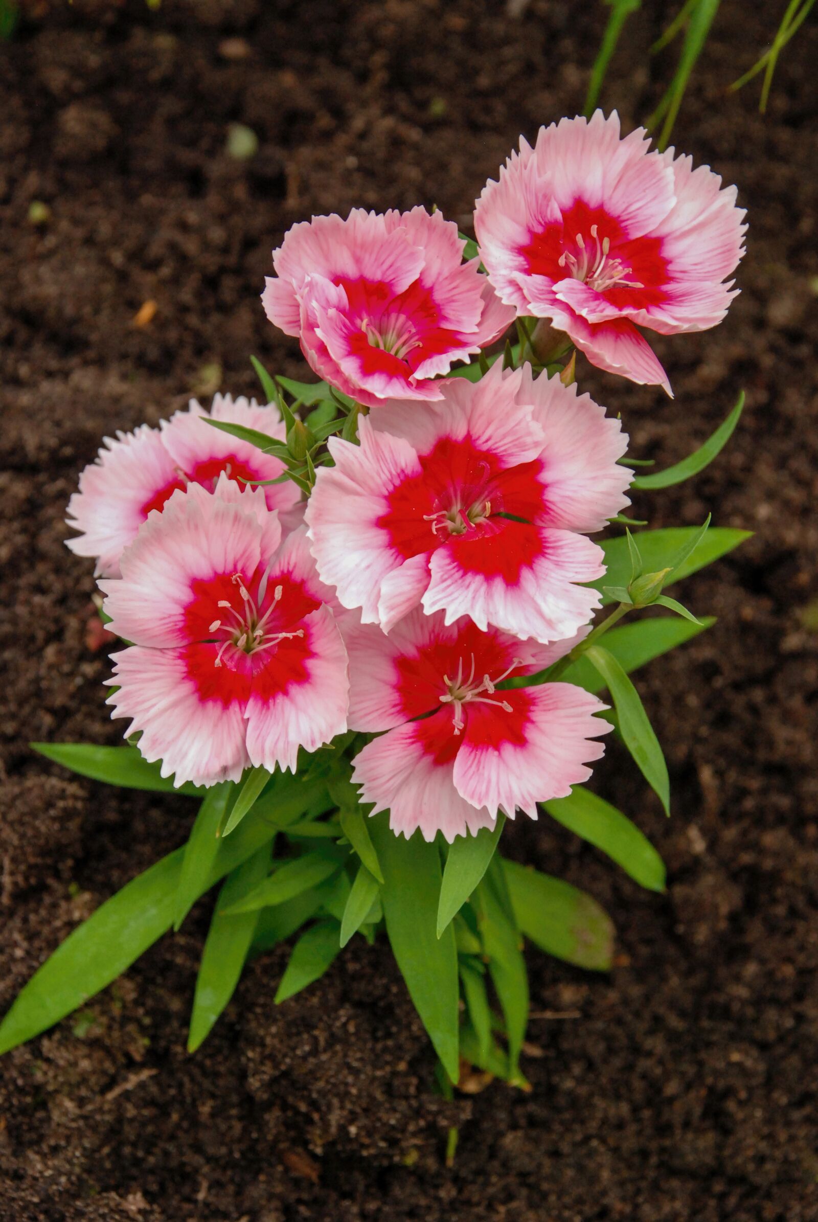 Nikon D80 sample photo. Flowers, nature, bouquet photography