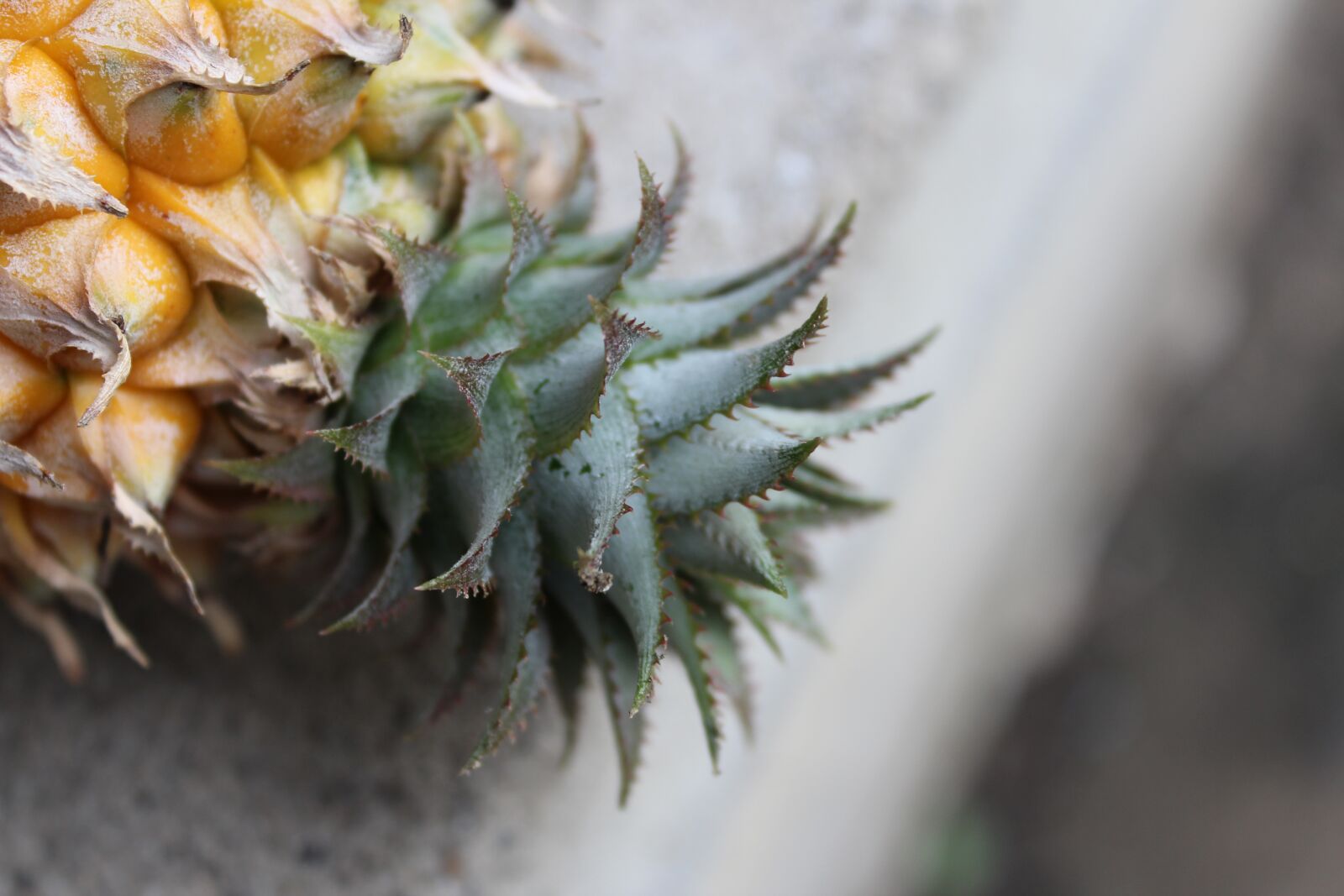 Canon EOS 1300D (EOS Rebel T6 / EOS Kiss X80) sample photo. Pineapple, yellow, green photography
