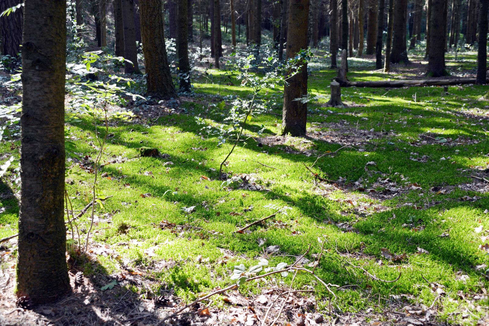 Nikon D5200 sample photo. Forest, moss, light photography