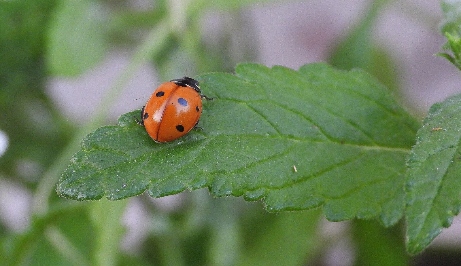 Nikon Coolpix P1000 sample photo. Ladybug, insect, nature photography