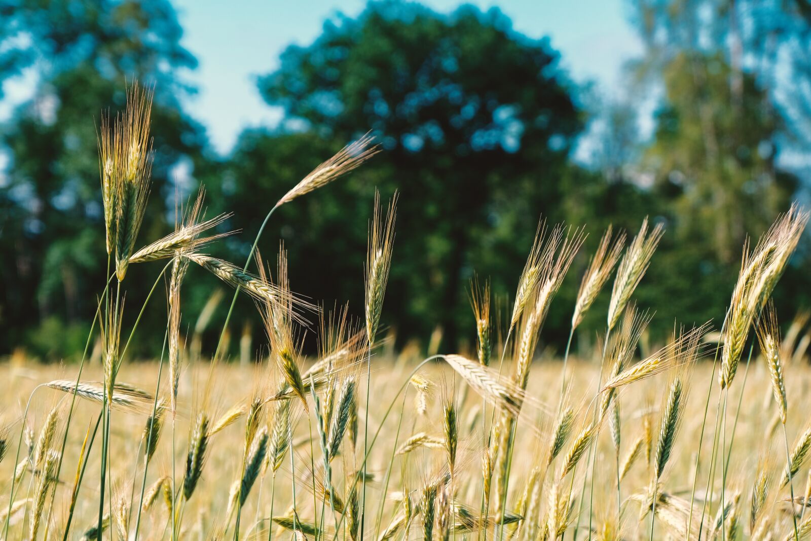 Fujifilm X-T3 sample photo. Barley, cereals, nature photography