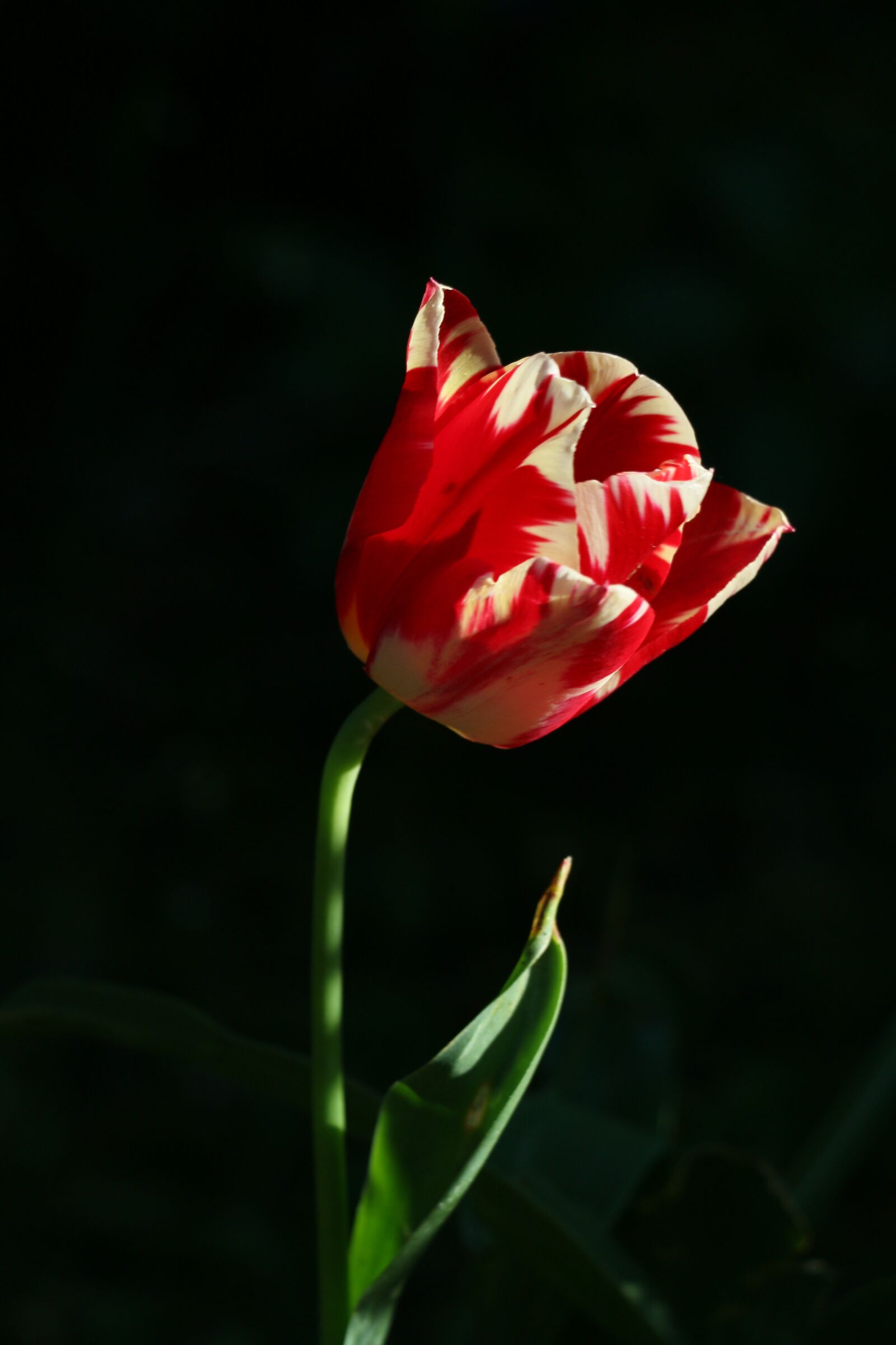 Canon EOS 70D sample photo. Striped tulip, red, spring photography