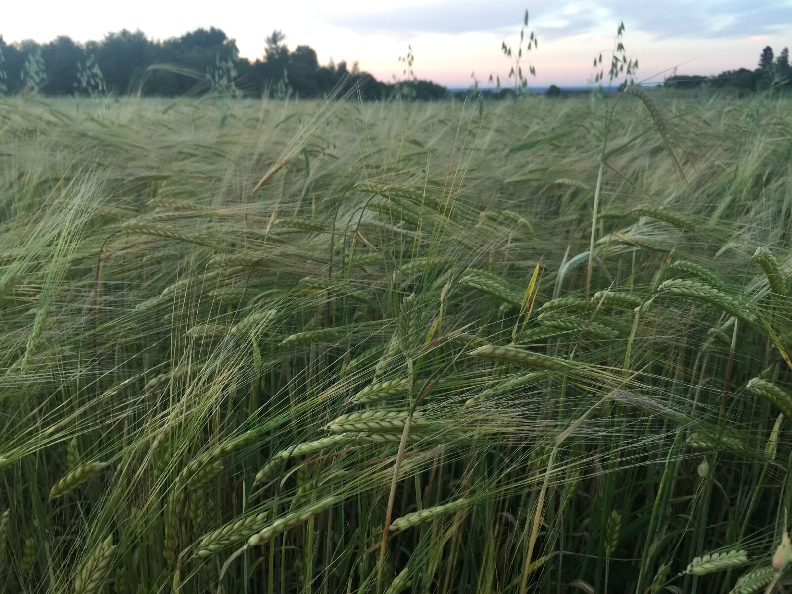 iPhone 6 Plus back camera 4.15mm f/2.2 sample photo. Rye, nature, summer photography