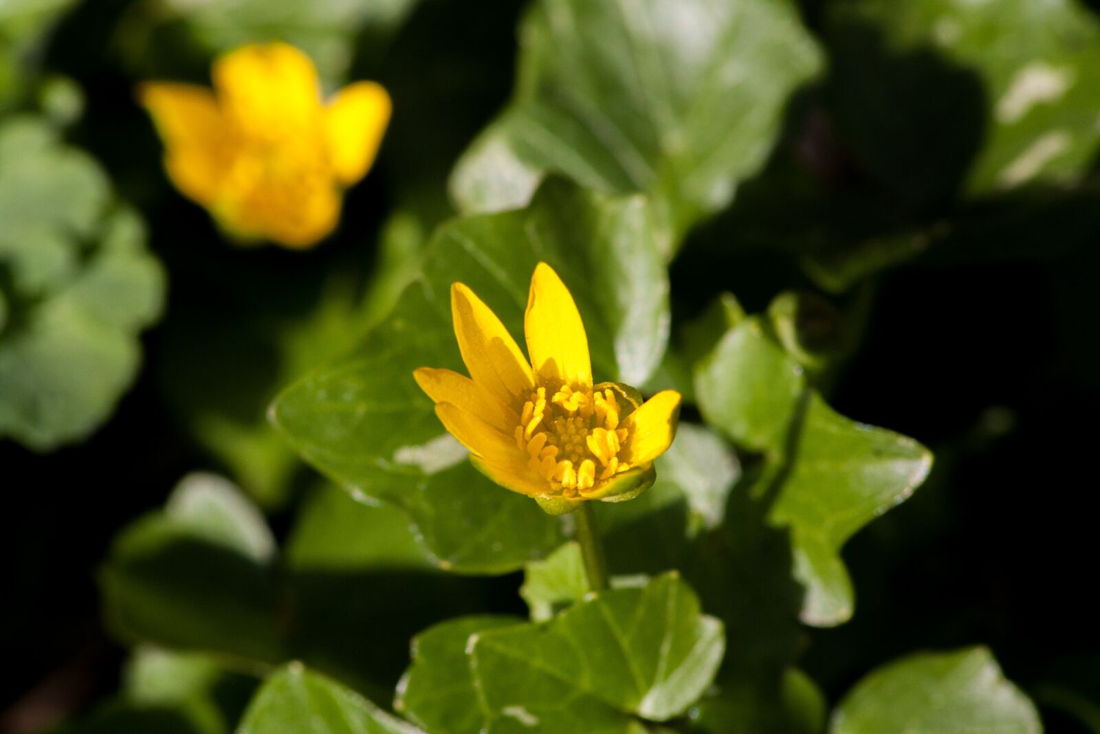 Canon EOS 1000D (EOS Digital Rebel XS / EOS Kiss F) sample photo. Flower, spring, macro photography