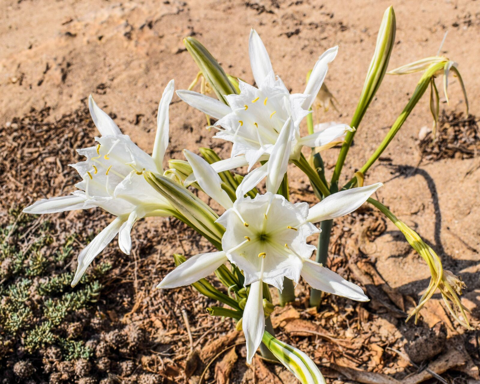 Nikon D3300 sample photo. Pancratium maritimum, lily, flower photography