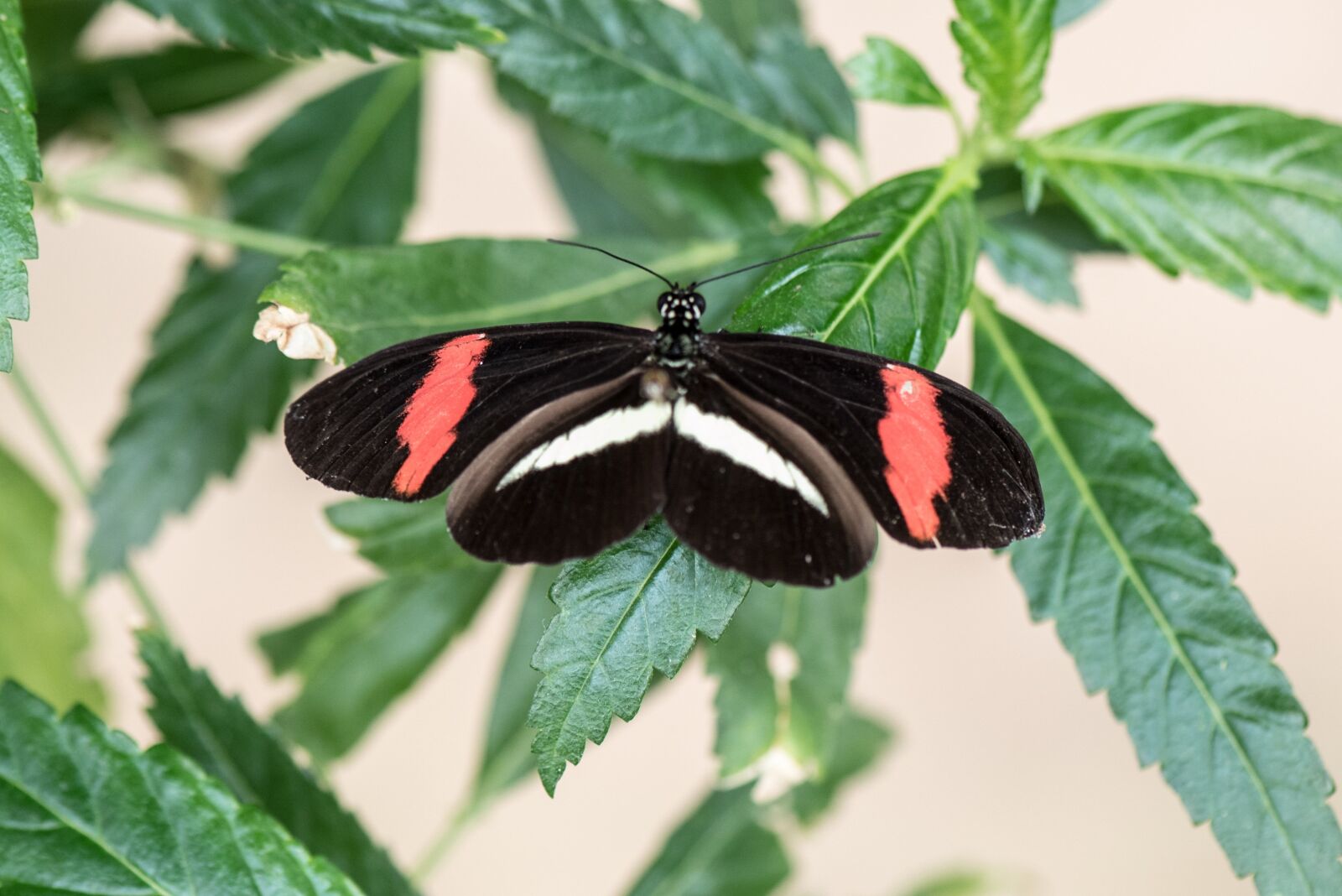 Nikon D750 sample photo. Butterfly, macro, pose photography