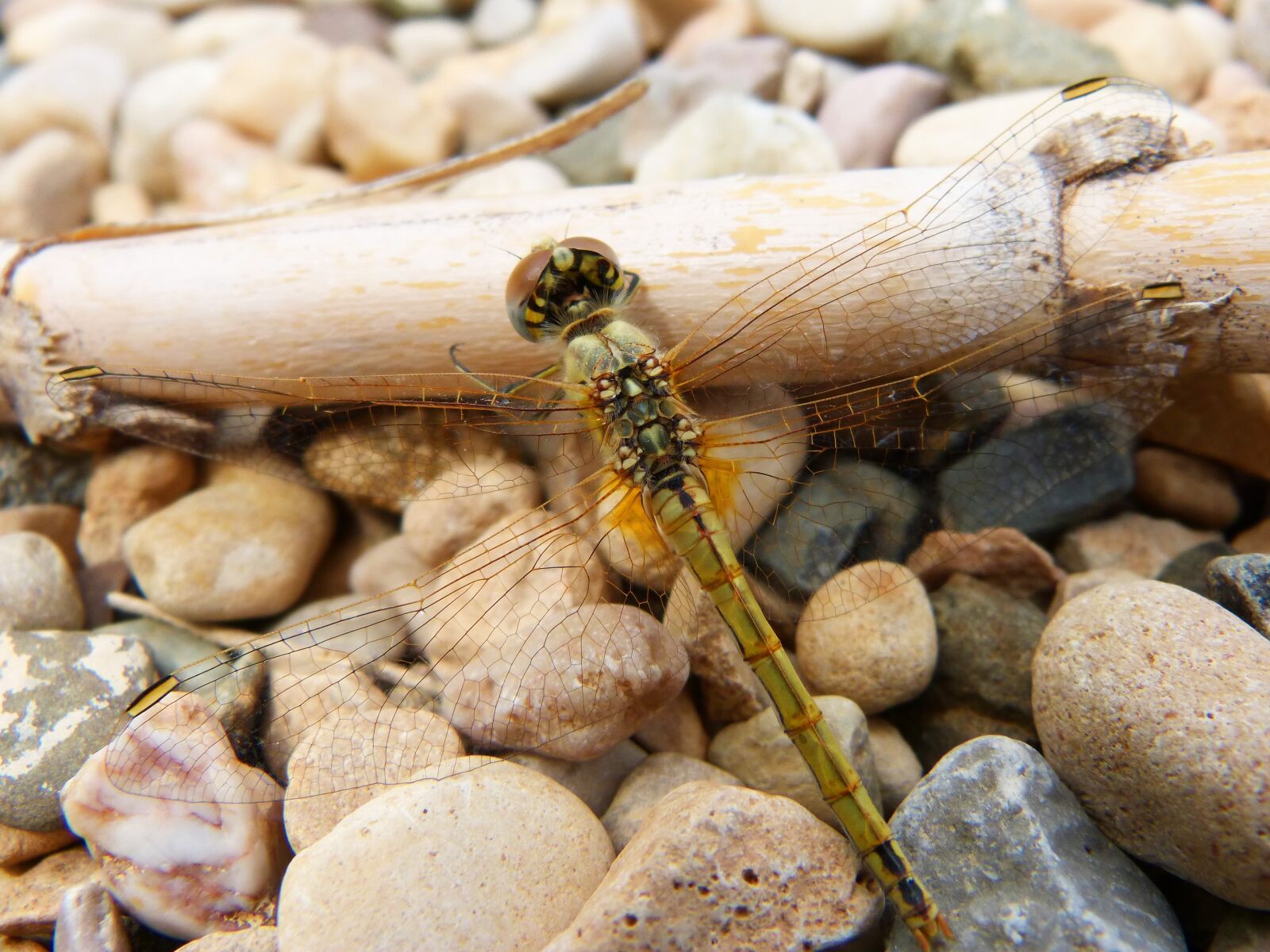 Panasonic DMC-FZ62 sample photo. Dragonfly, yellow dragonfly, cane photography
