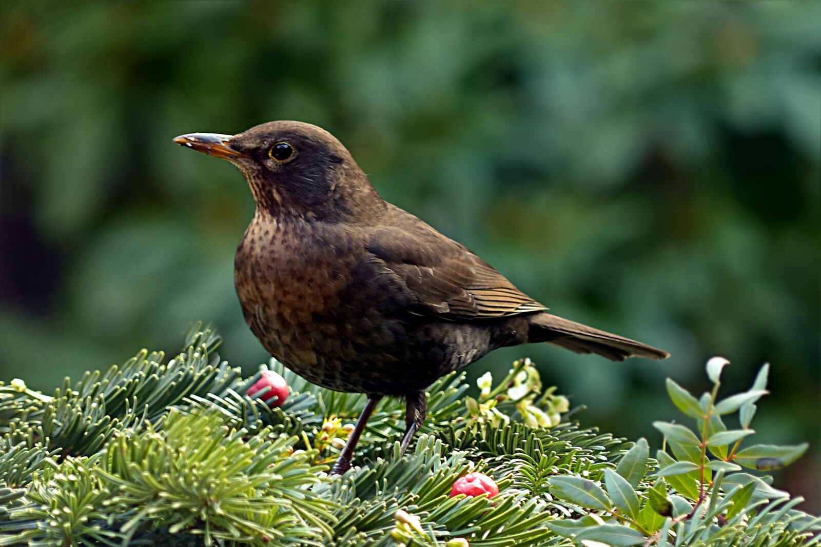Panasonic Lumix DMC-FZ200 sample photo. Bird, throttle, turdus philomelos photography