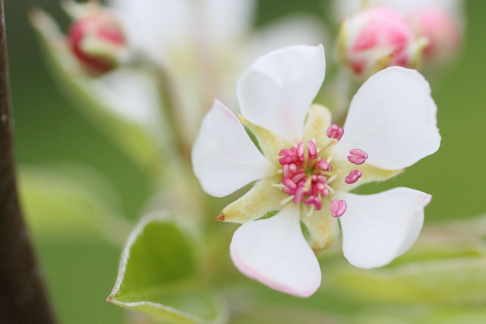 Canon EOS 50D sample photo. Blossom, bloom, pear tree photography