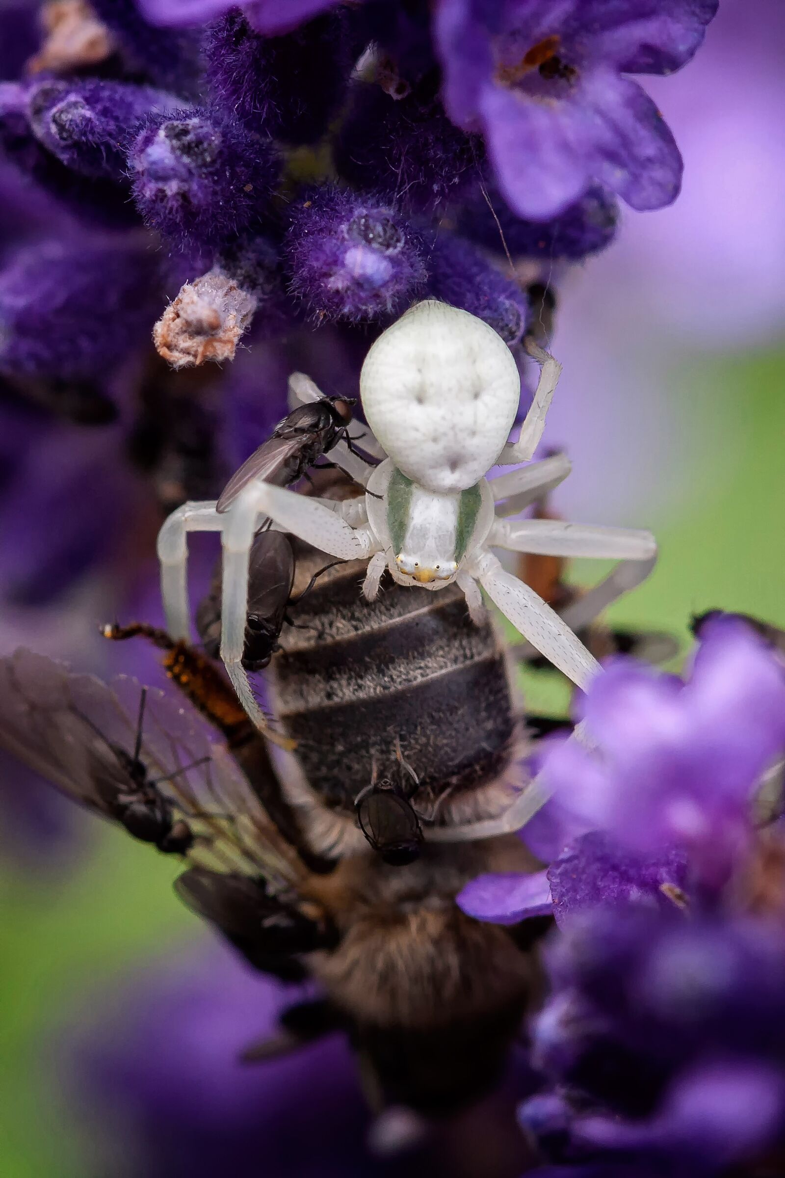 Canon EOS 40D sample photo. Spider, nature, insect photography