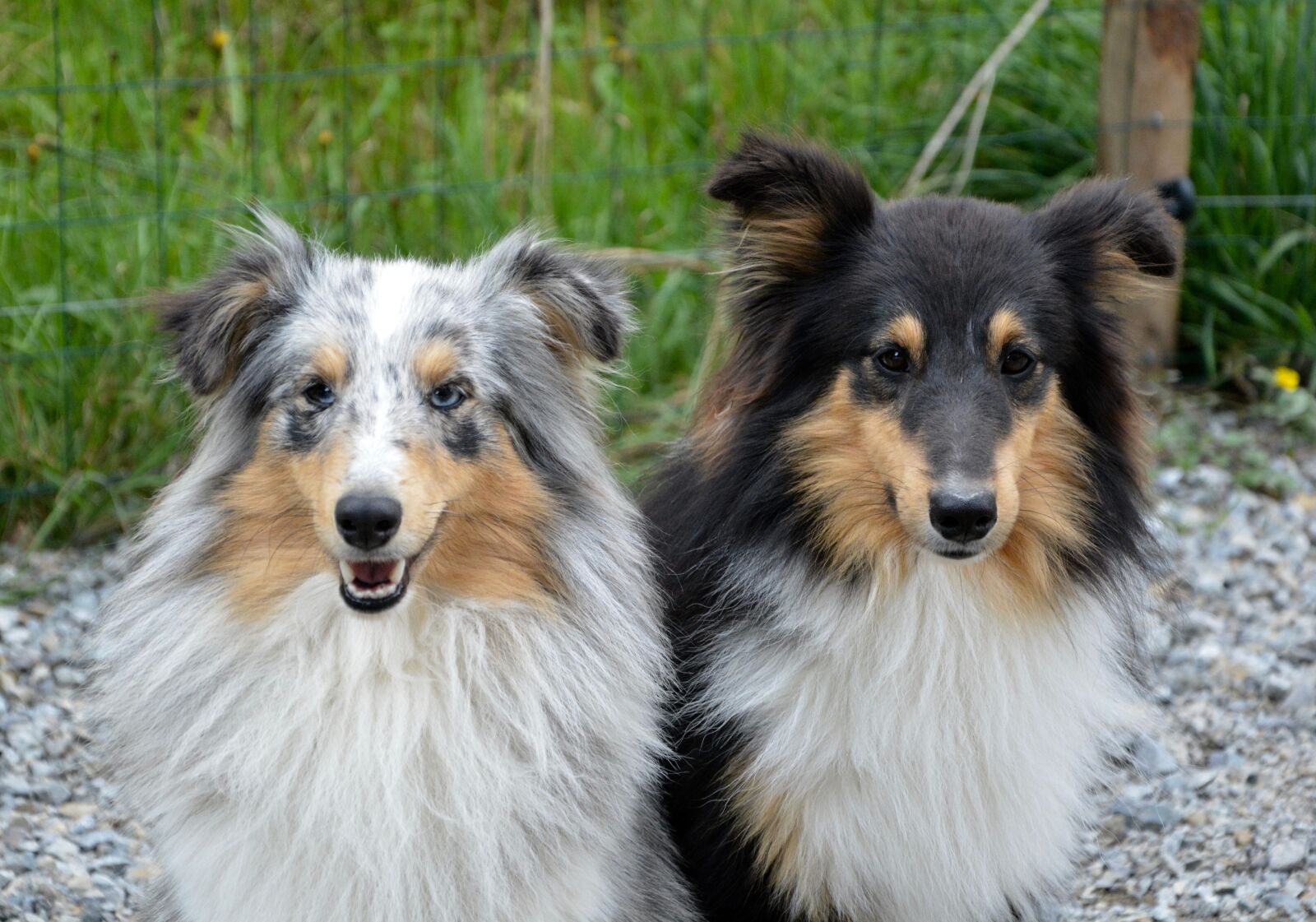Nikon D5200 sample photo. Dog, dogs, shetland sheepdog photography