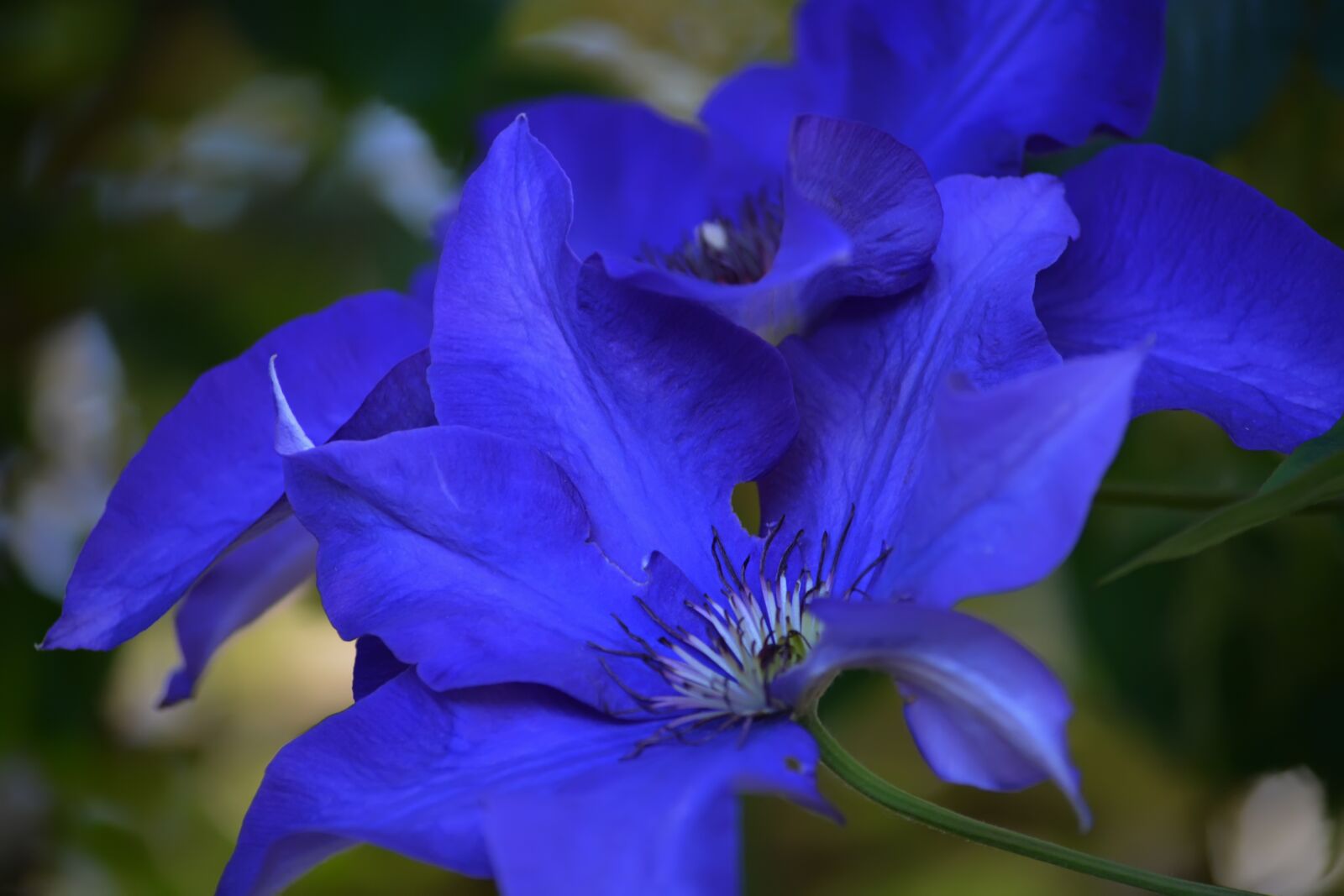 Nikon D5200 sample photo. Clematis, flowers, garden photography