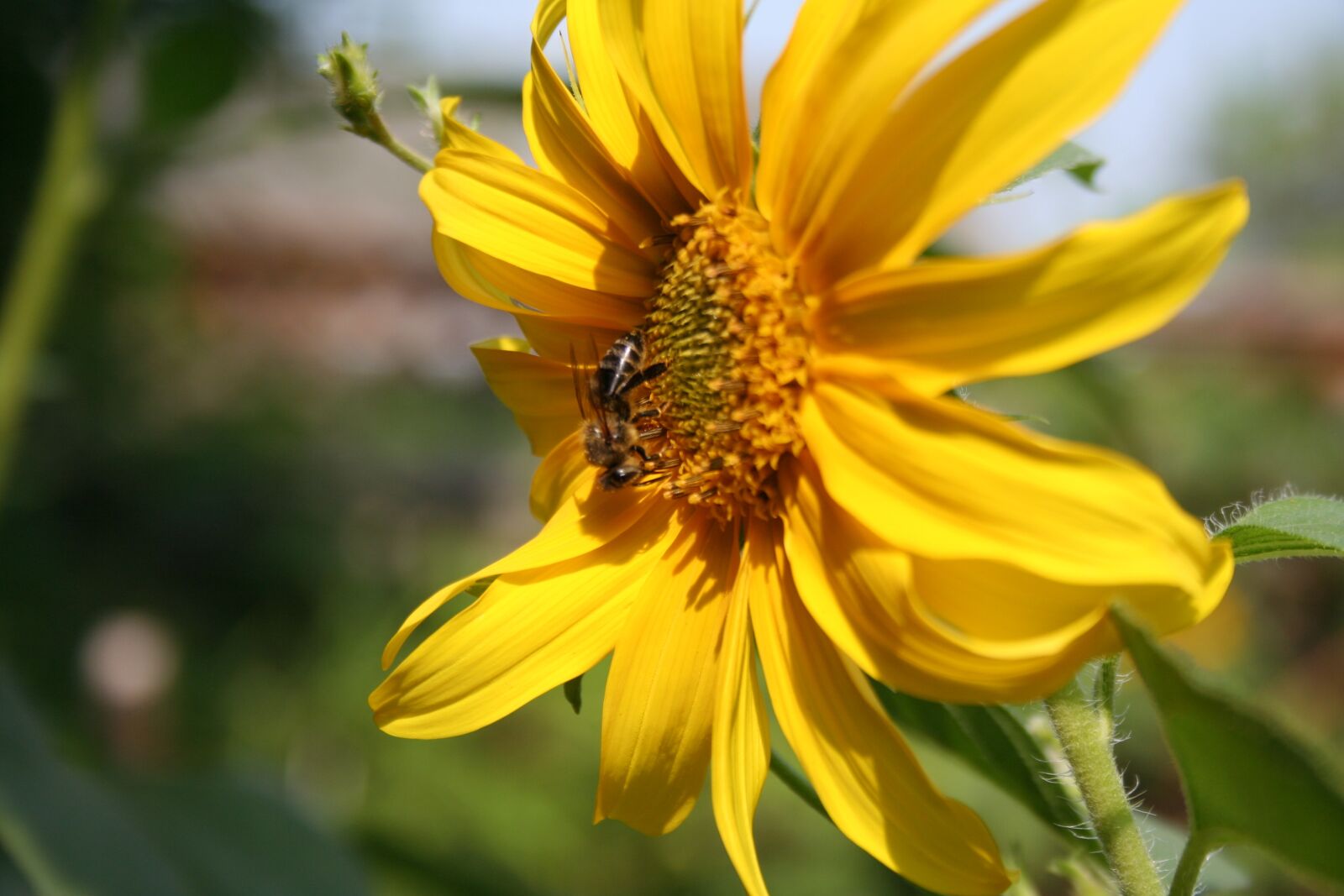 Canon EOS 350D (EOS Digital Rebel XT / EOS Kiss Digital N) sample photo. Sunflower, flower, yellow photography