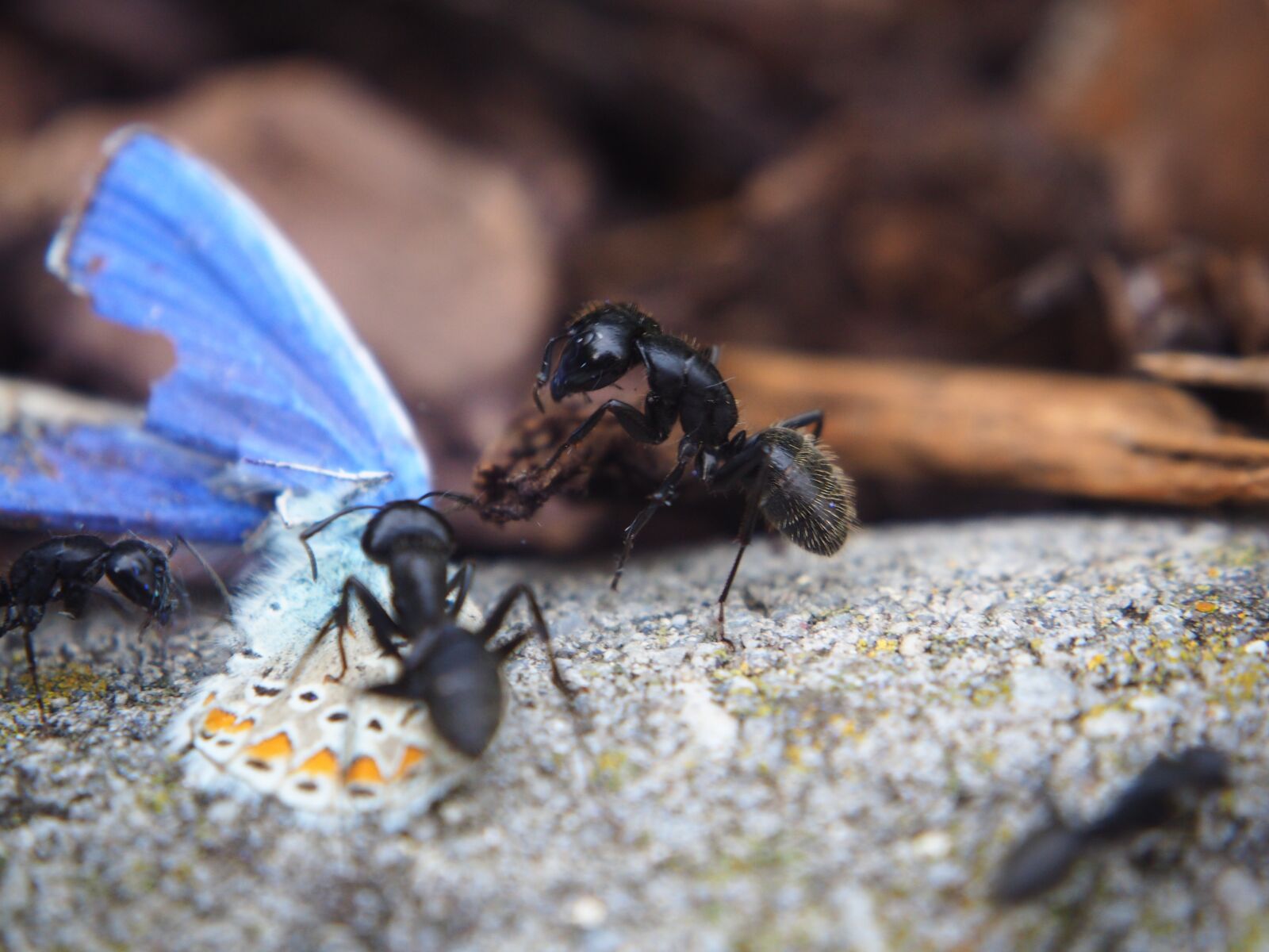 Olympus OM-D E-M10 sample photo. Ant, ants, butterfly photography