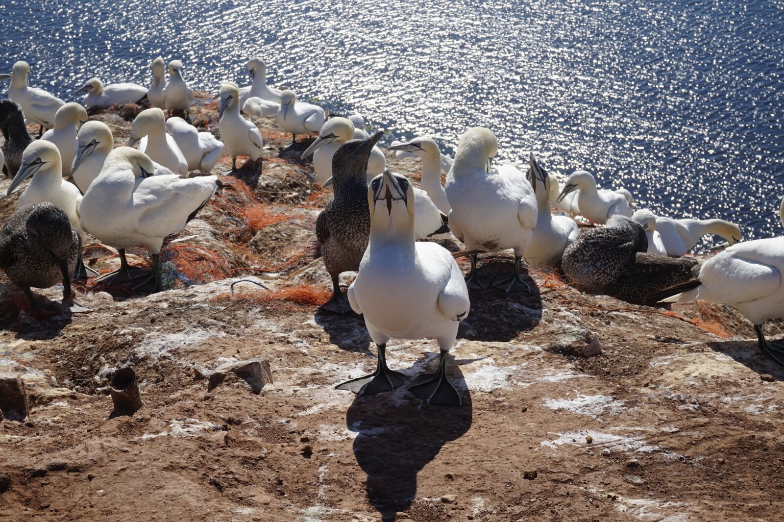 Sony Alpha a5000 (ILCE 5000) sample photo. Nature, bird, waters photography