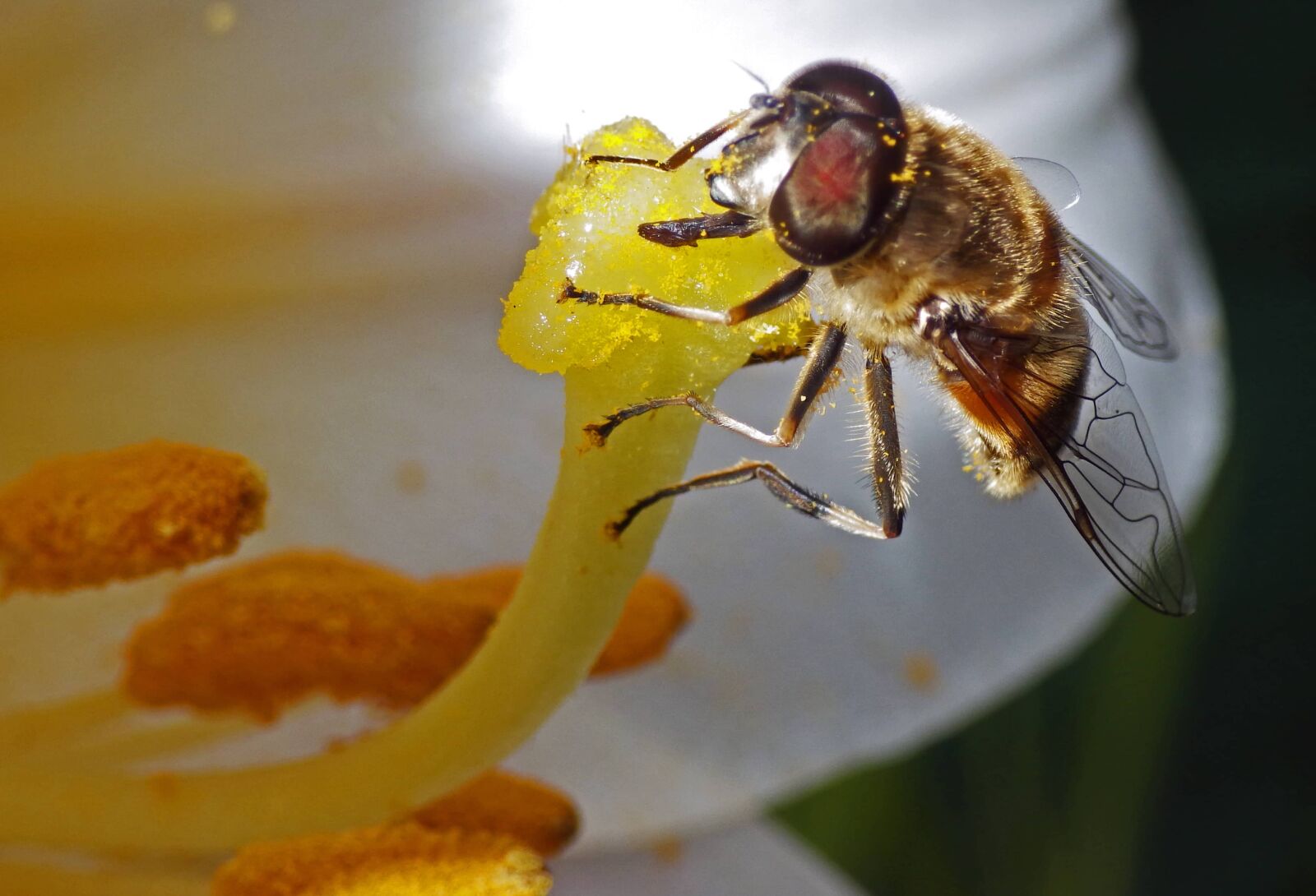 Ricoh WG-4 sample photo. Bee, detail, eye, honey photography