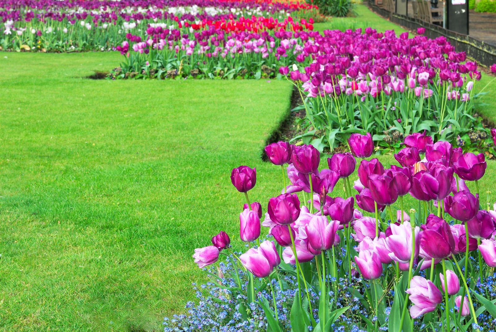 Nikon D200 sample photo. Tulips, garden, spring photography