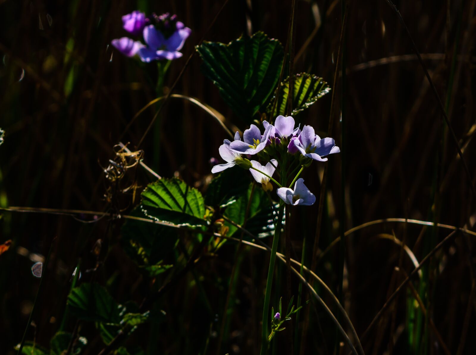 Nikon D7200 sample photo. Flower, wild, wild flowers photography
