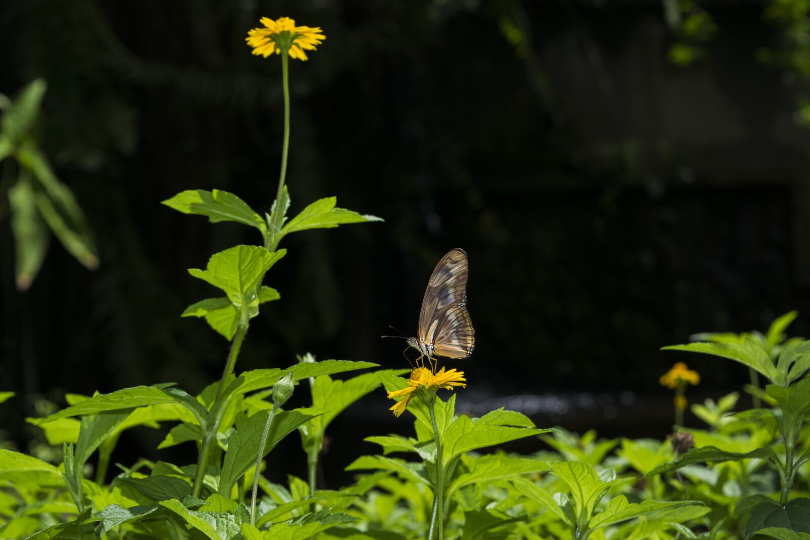 Nikon D5300 sample photo. Nature, flower, flowers photography