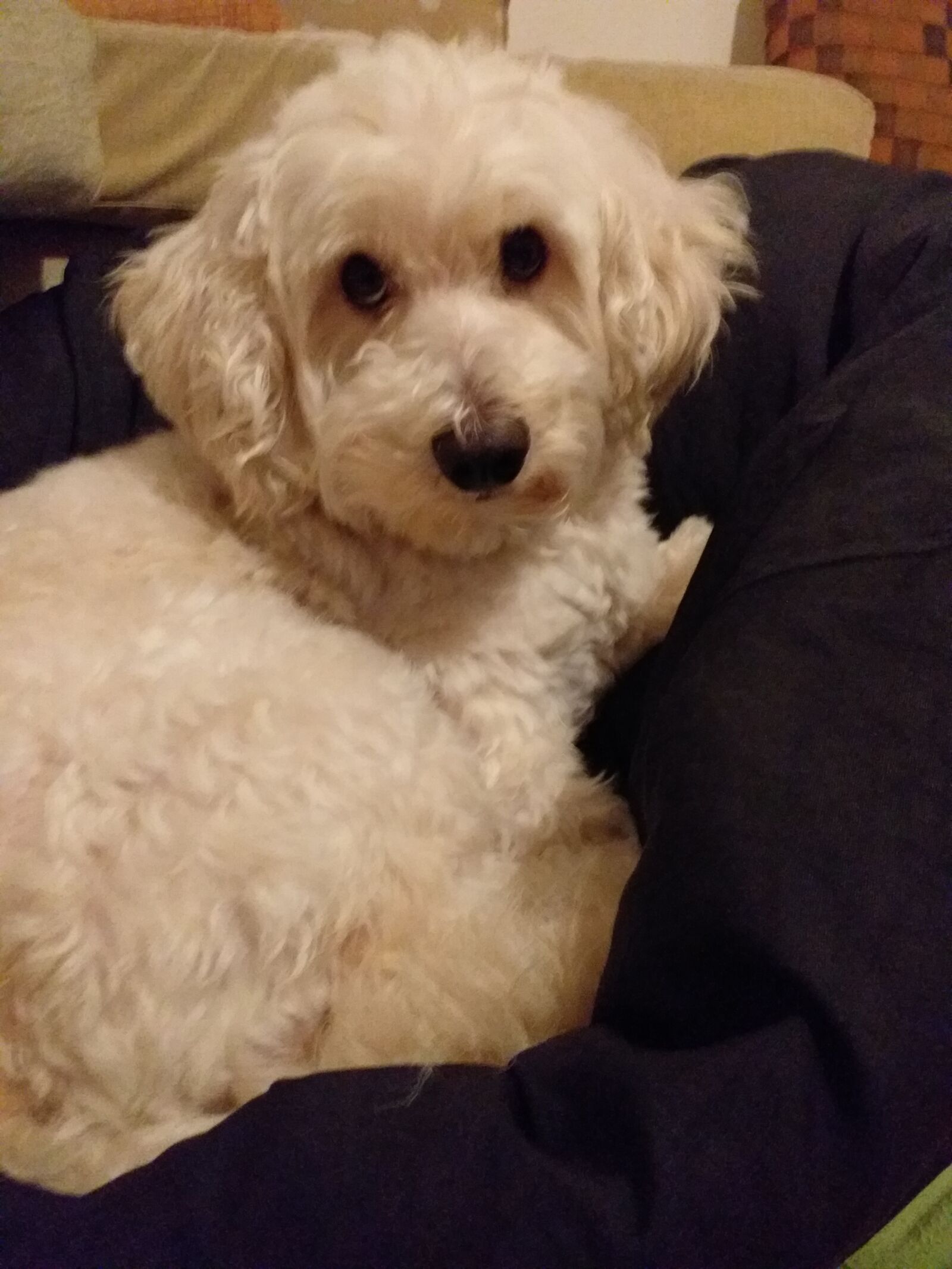 Samsung Galaxy J6+ sample photo. Dog, animal, cute photography