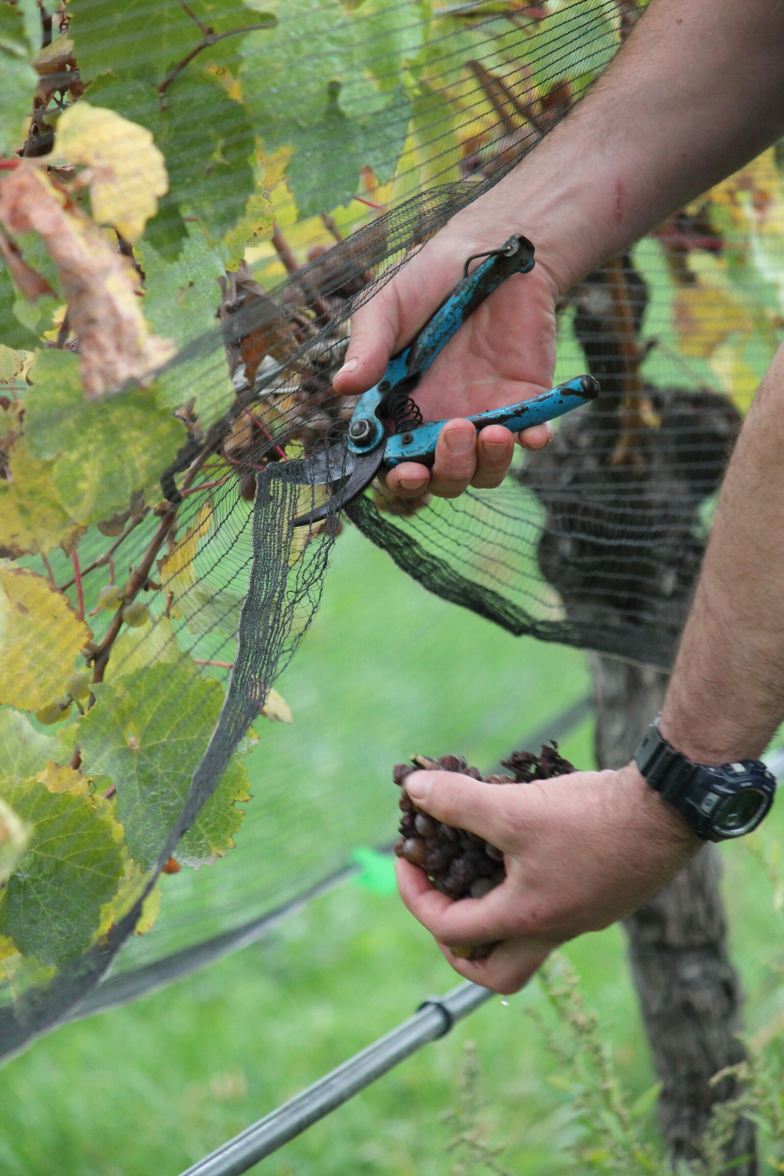 Canon EF-S 55-250mm F4-5.6 IS II sample photo. Harvest, picking, grapes photography