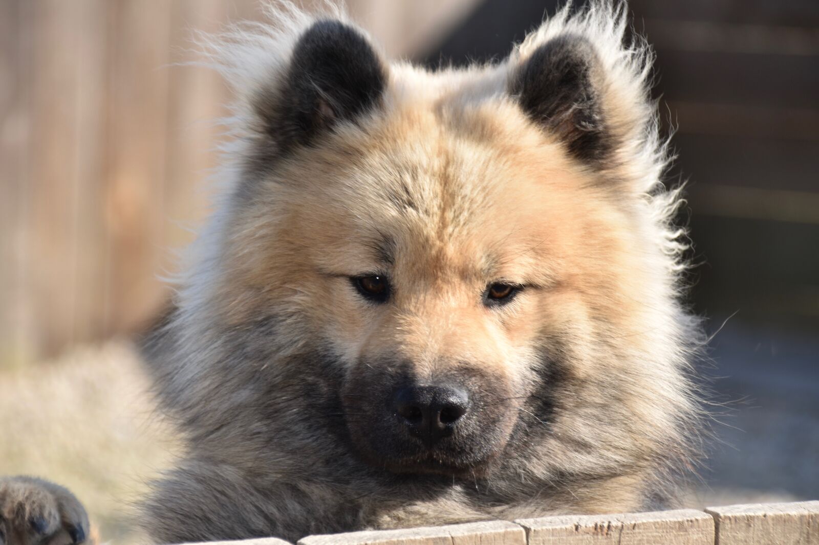 Nikon D5600 sample photo. Dog, eurasier olafblue, canine photography