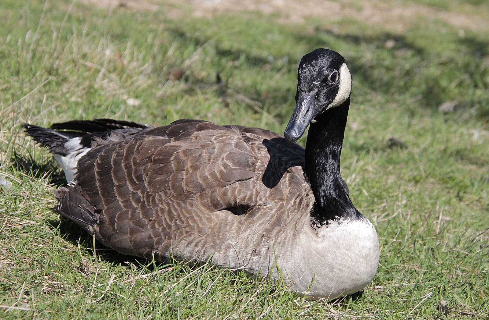 Canon EOS 700D (EOS Rebel T5i / EOS Kiss X7i) sample photo. Goose, canadian goose, nature photography