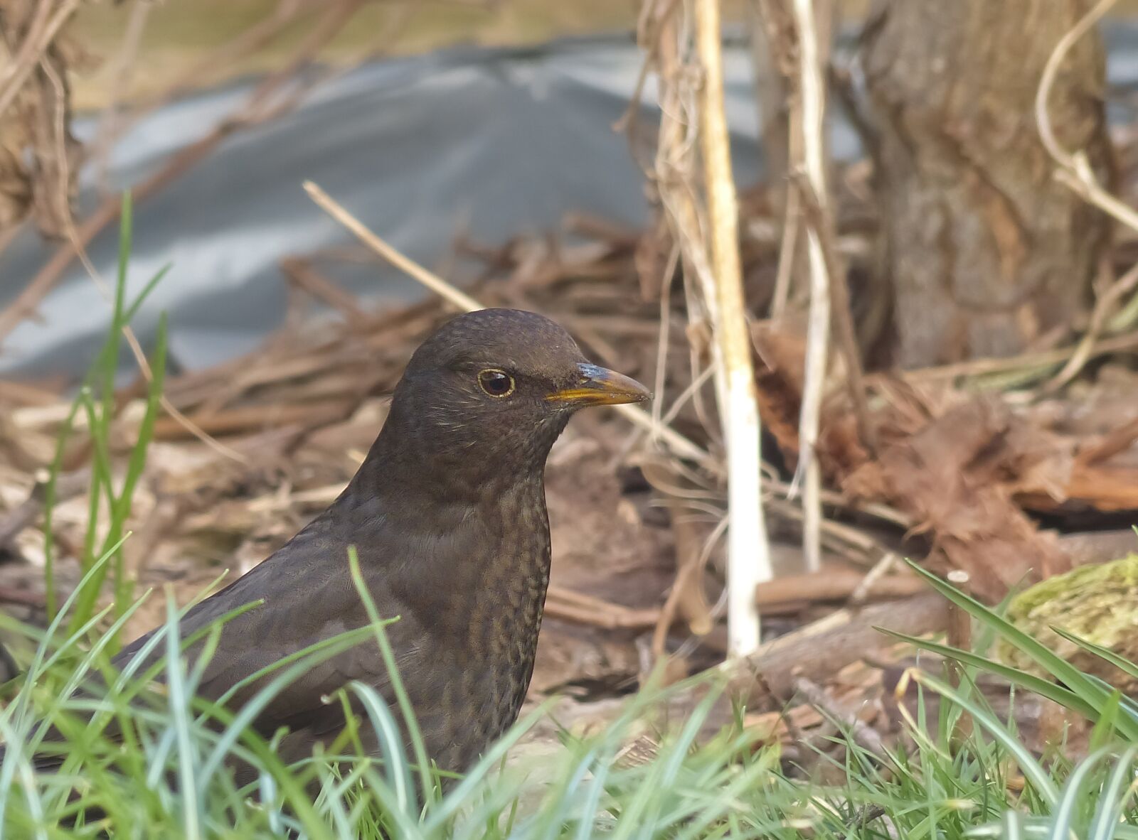 Panasonic Lumix DMC-FZ200 sample photo. Blackbird, bird, nature photography