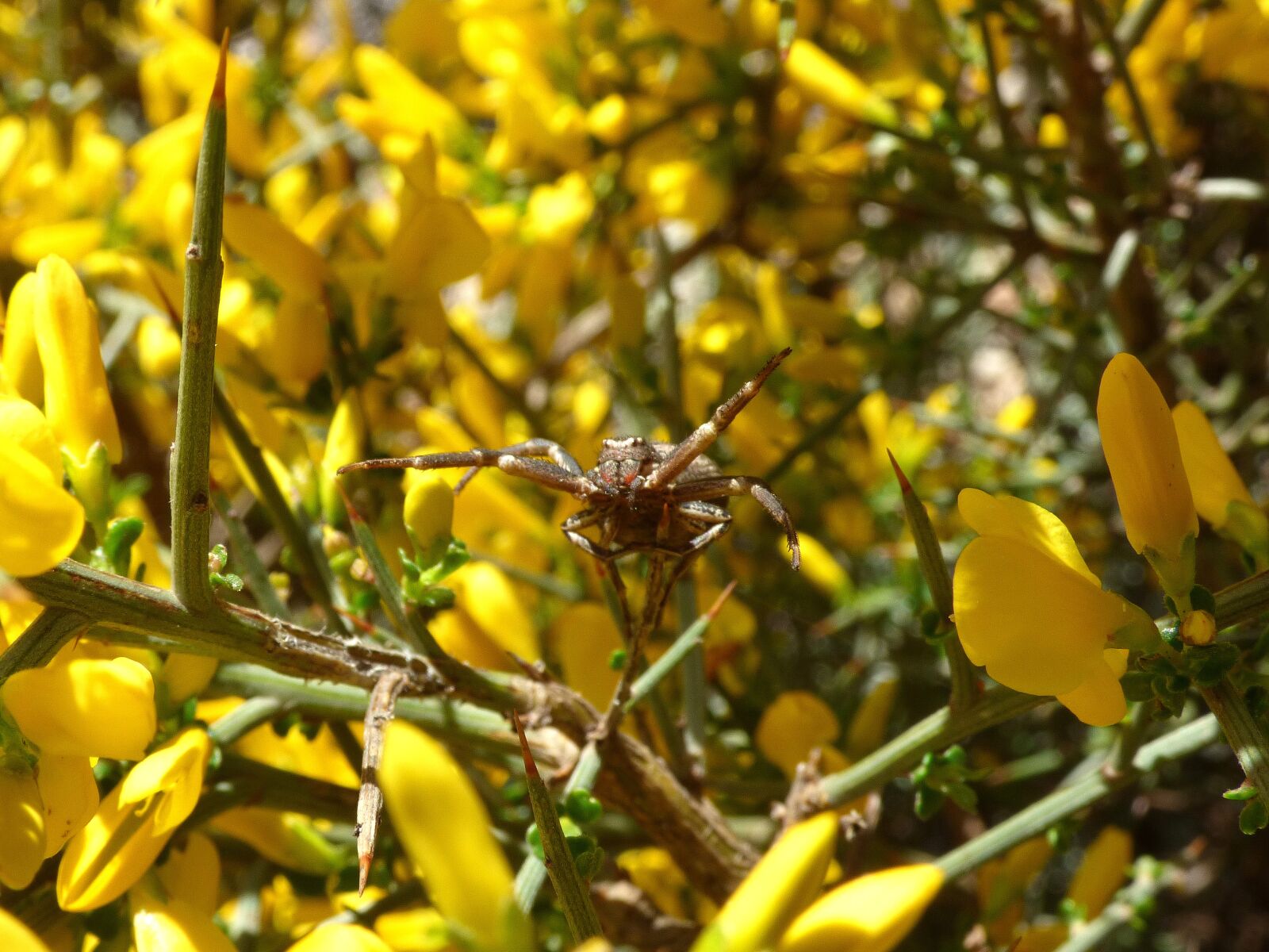 Panasonic Lumix DMC-FZ70 sample photo. Spider, arachnid, genista scorpius photography