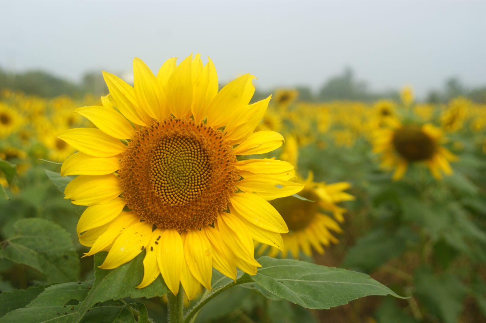 Sony Alpha DSLR-A350 sample photo. Cosmos, sunflower, yellow flowers photography