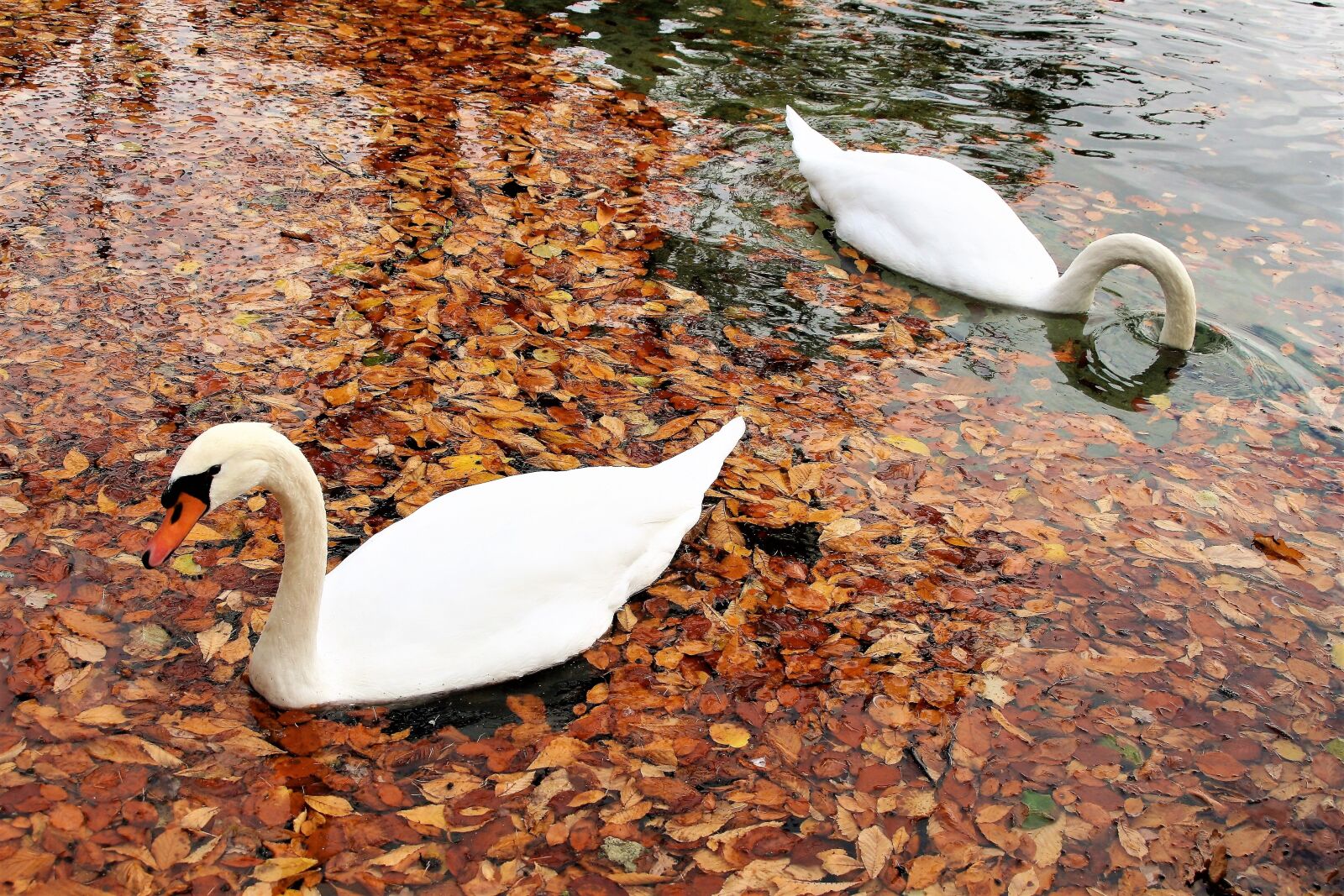 Canon EOS 400D (EOS Digital Rebel XTi / EOS Kiss Digital X) sample photo. Swans, para, romance photography