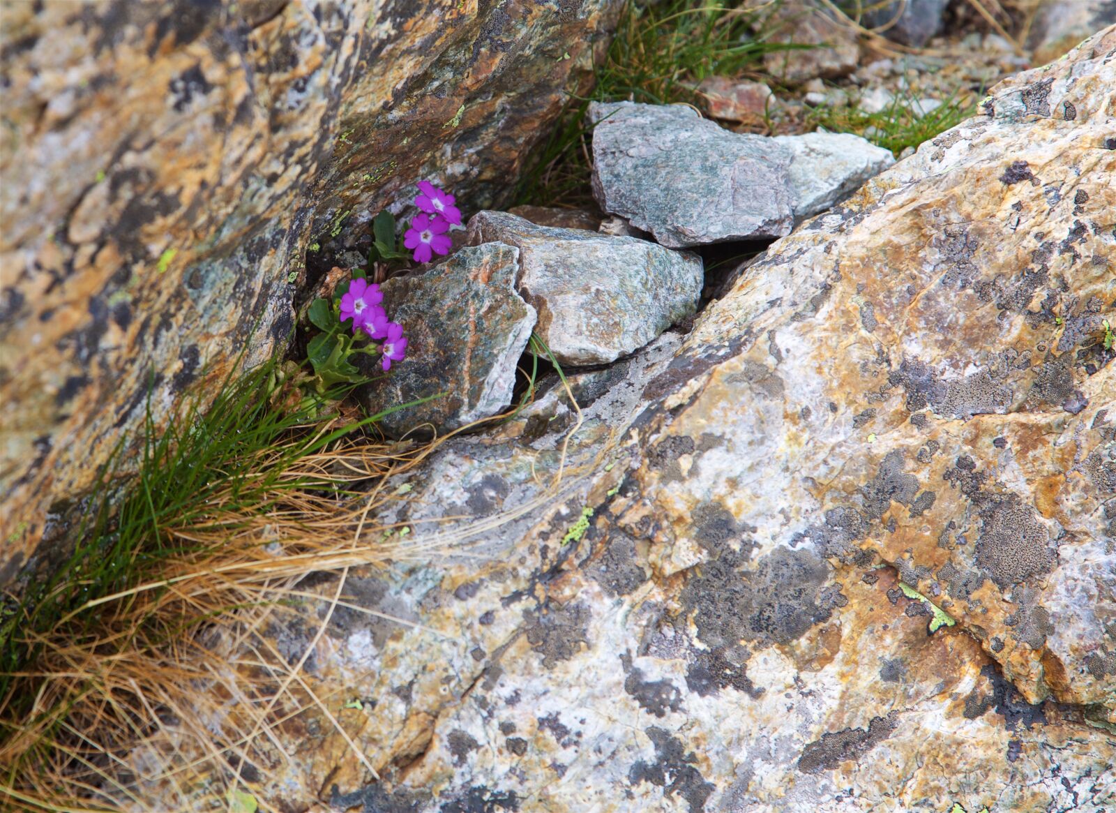 Canon EOS 5D Mark II sample photo. Alpine flower, stone, nature photography