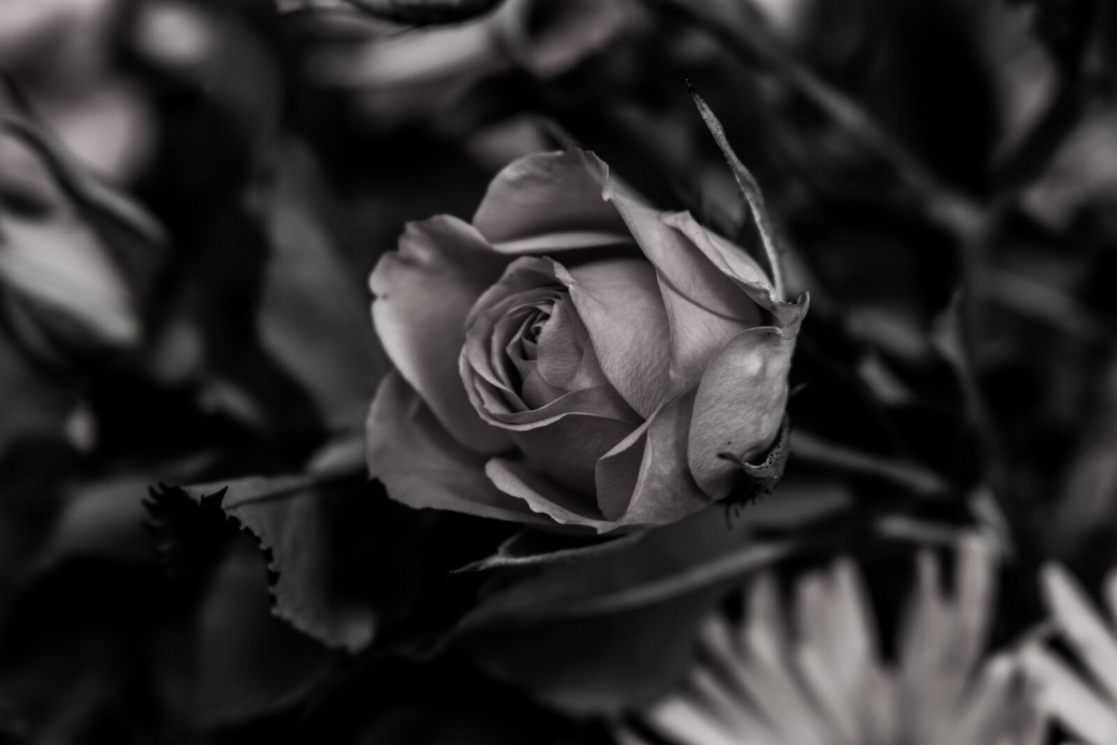 Nikon D3400 sample photo. Nature, monochrome photography
