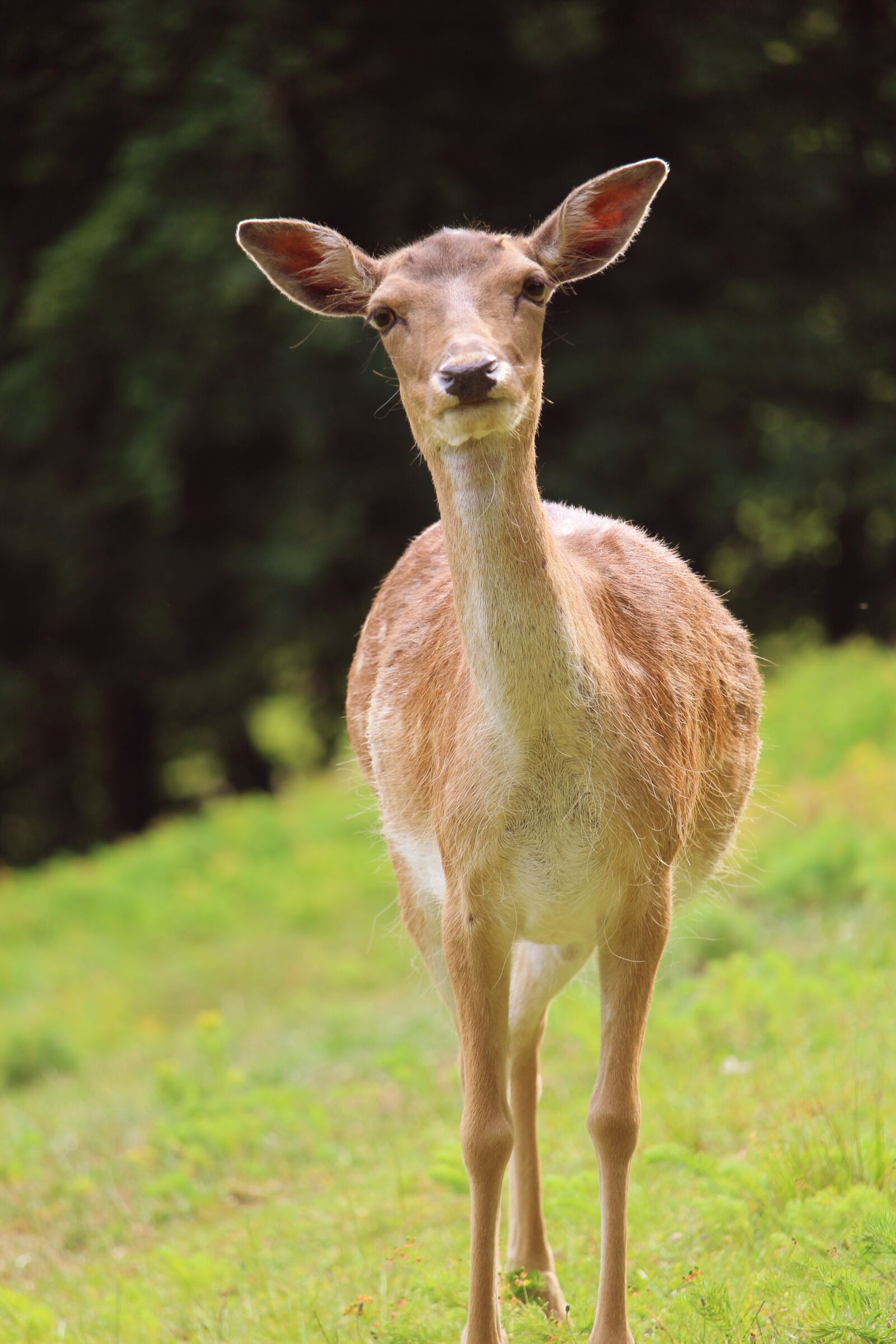 Canon EF-S 55-250mm F4-5.6 IS STM sample photo. Roe deer, animal, nature photography