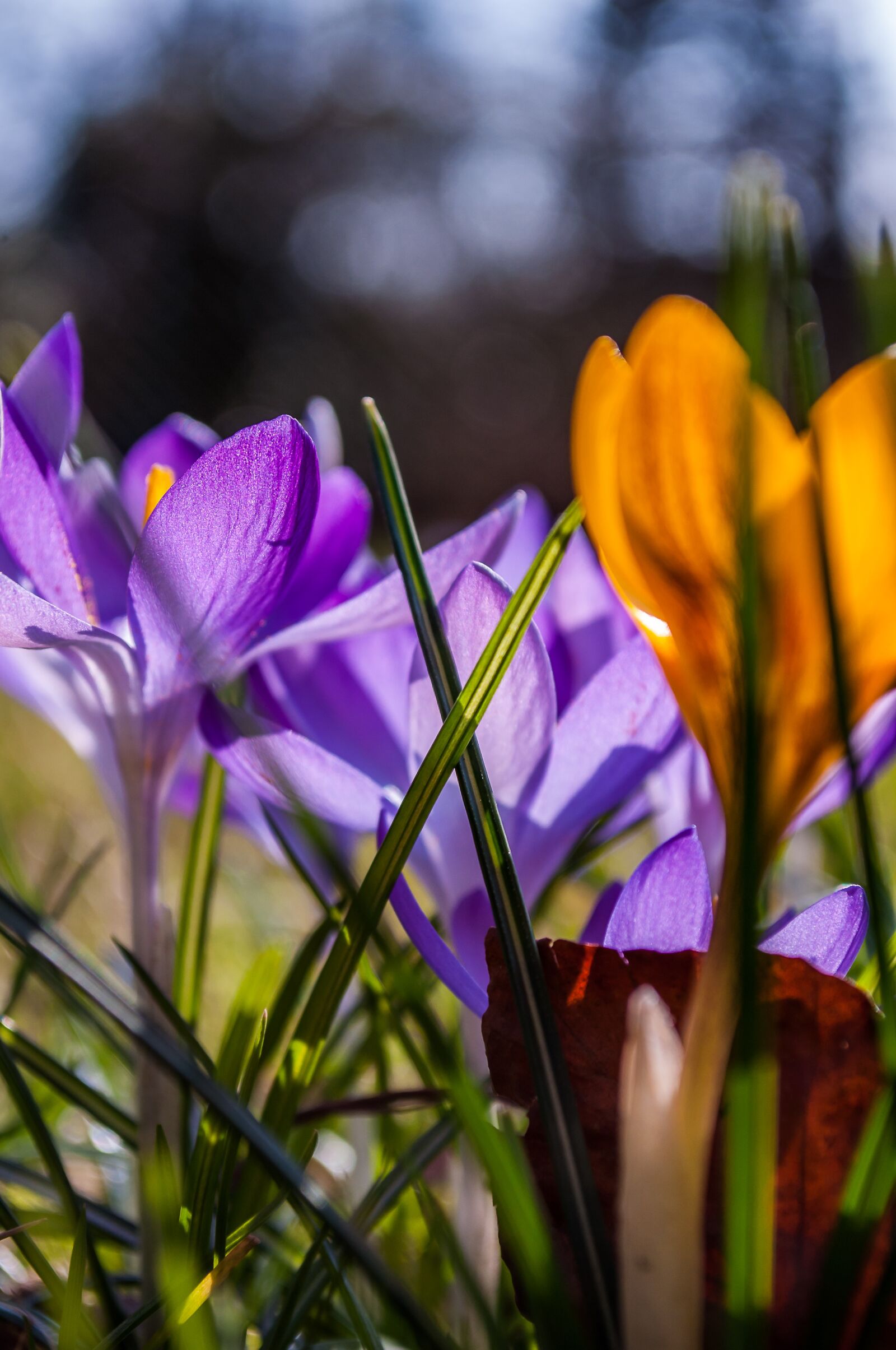 Nikon D90 sample photo. Crocus, purple, yellow photography
