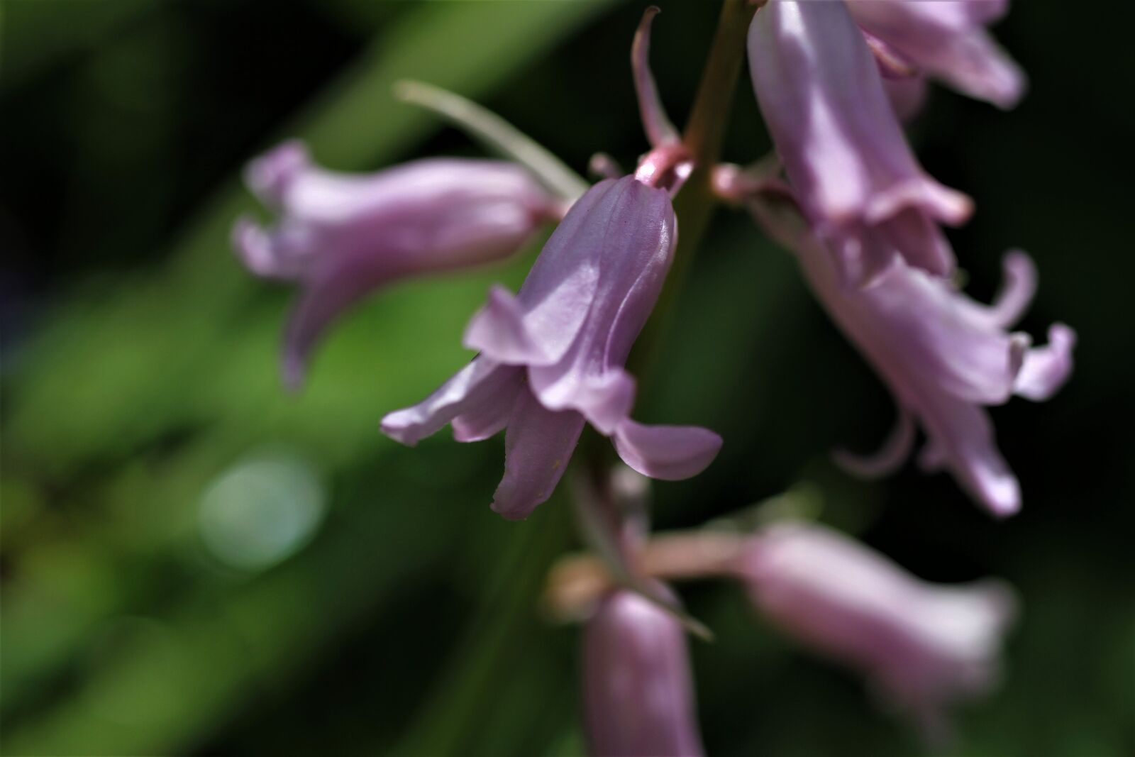 Canon EF-S 35mm F2.8 Macro IS STM sample photo. Spanish hasengl ckchen, bluebell photography