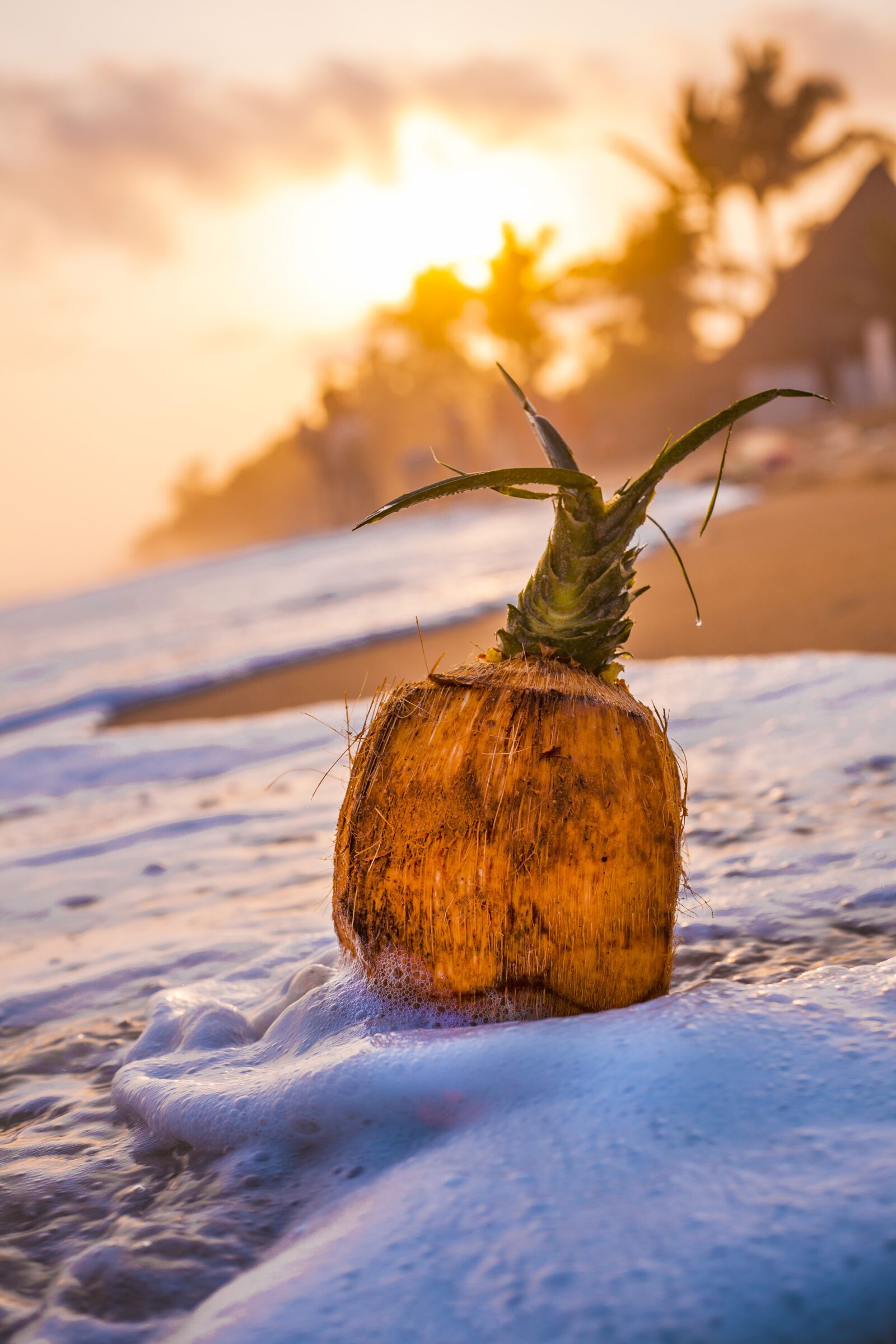 Canon EF 50mm F1.8 STM sample photo. Beach, sand, coconut photography